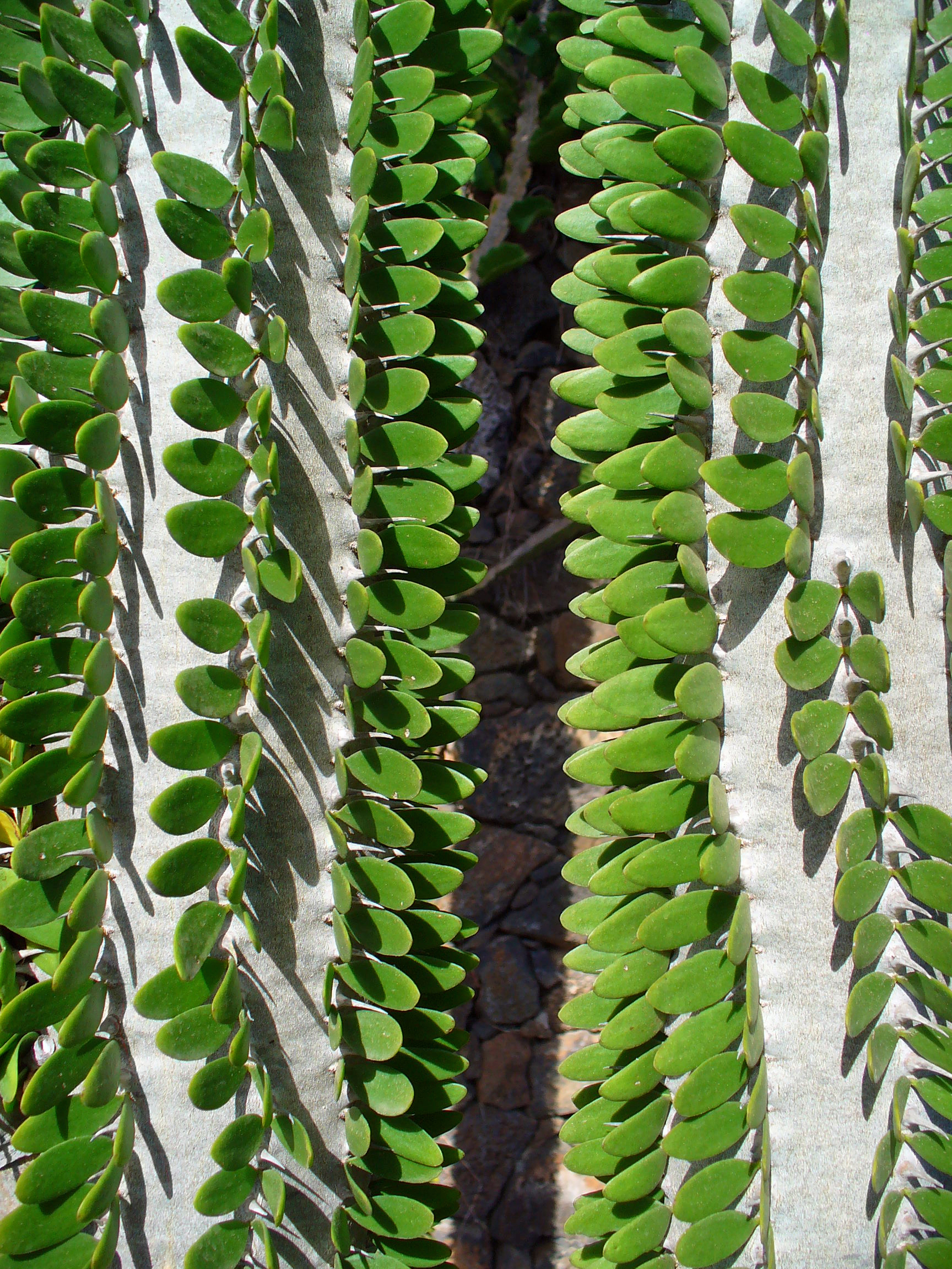 Alluaudia procera 002