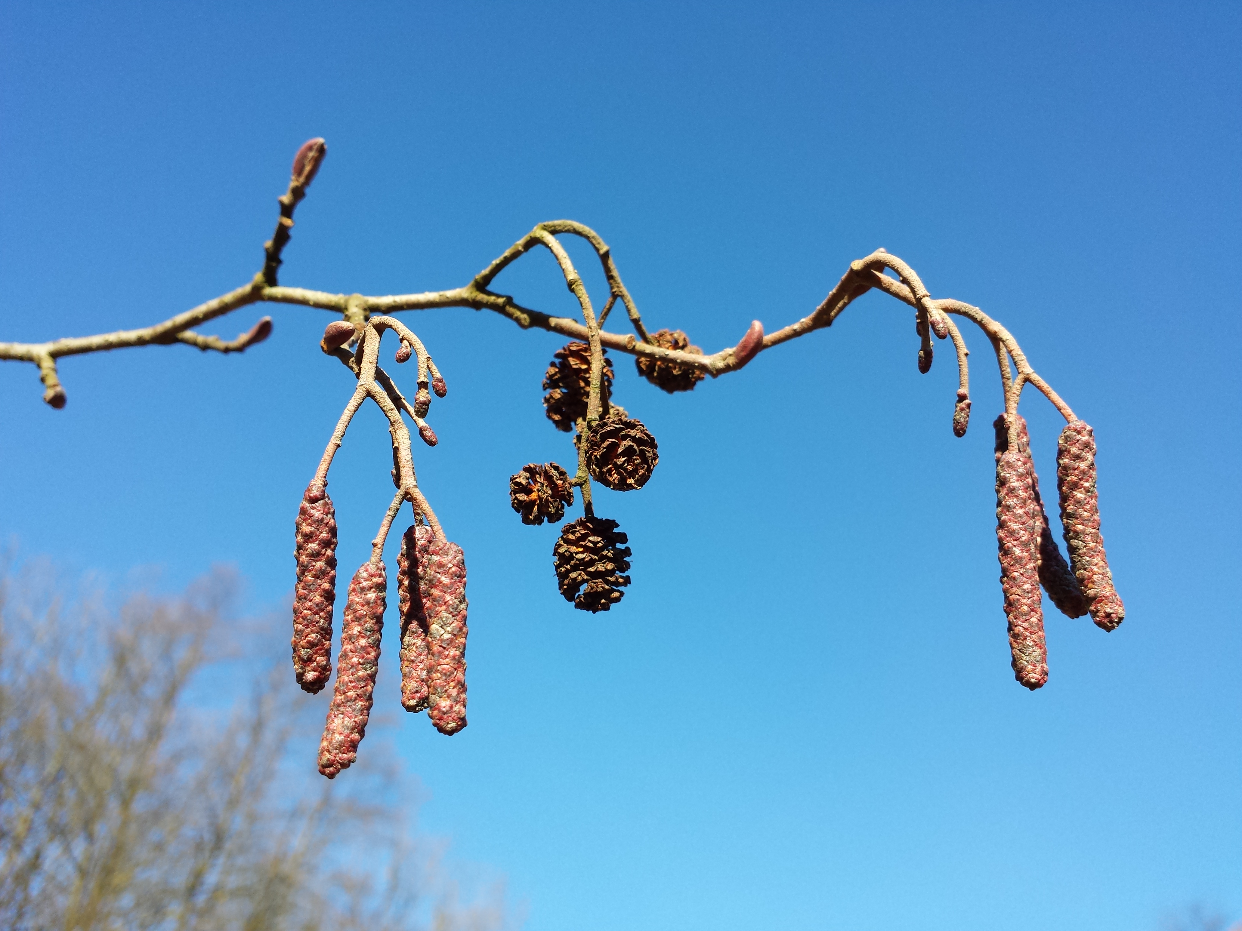 Alnus glutinosa sl14