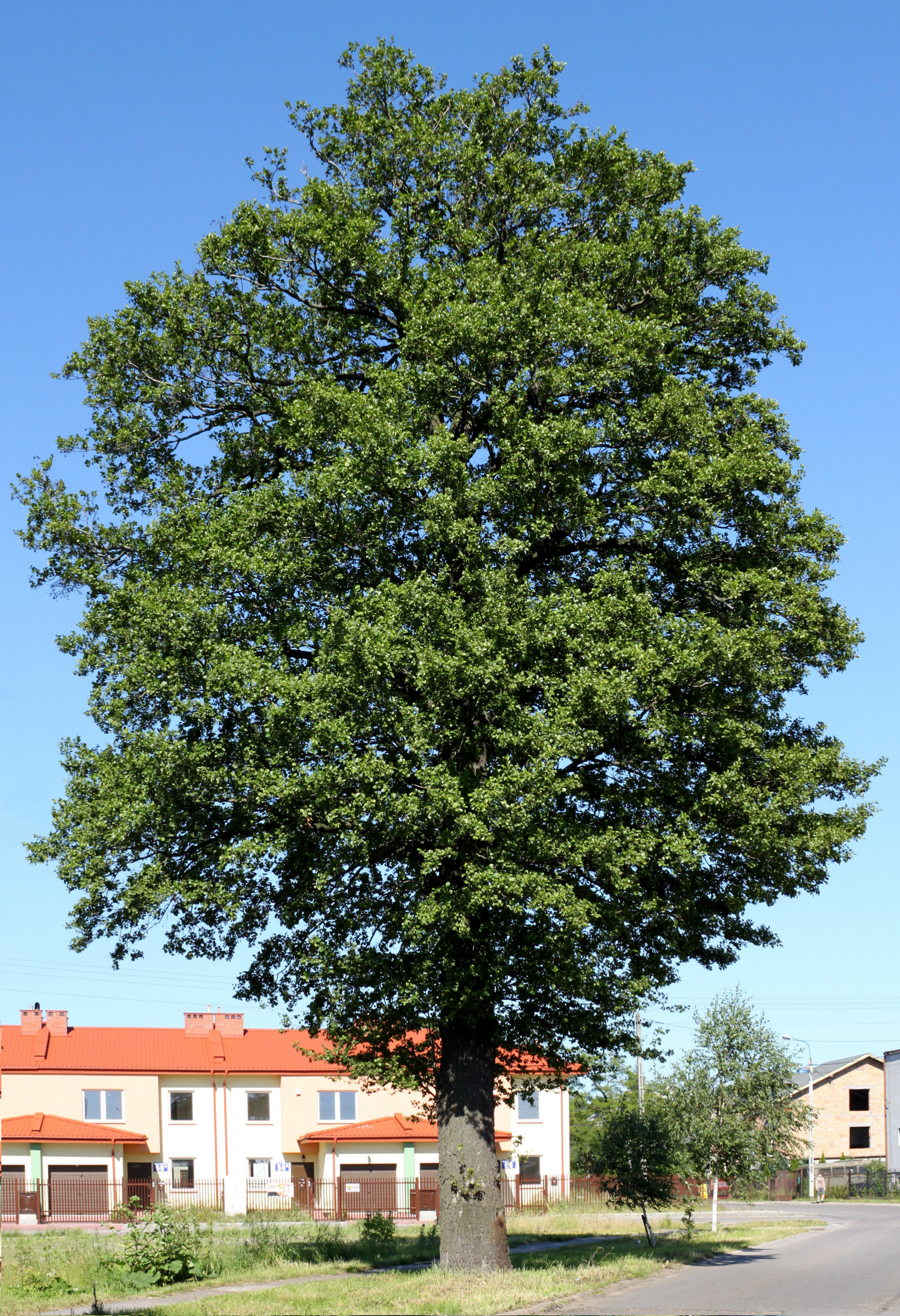 Alnus glutinosa Ząbki