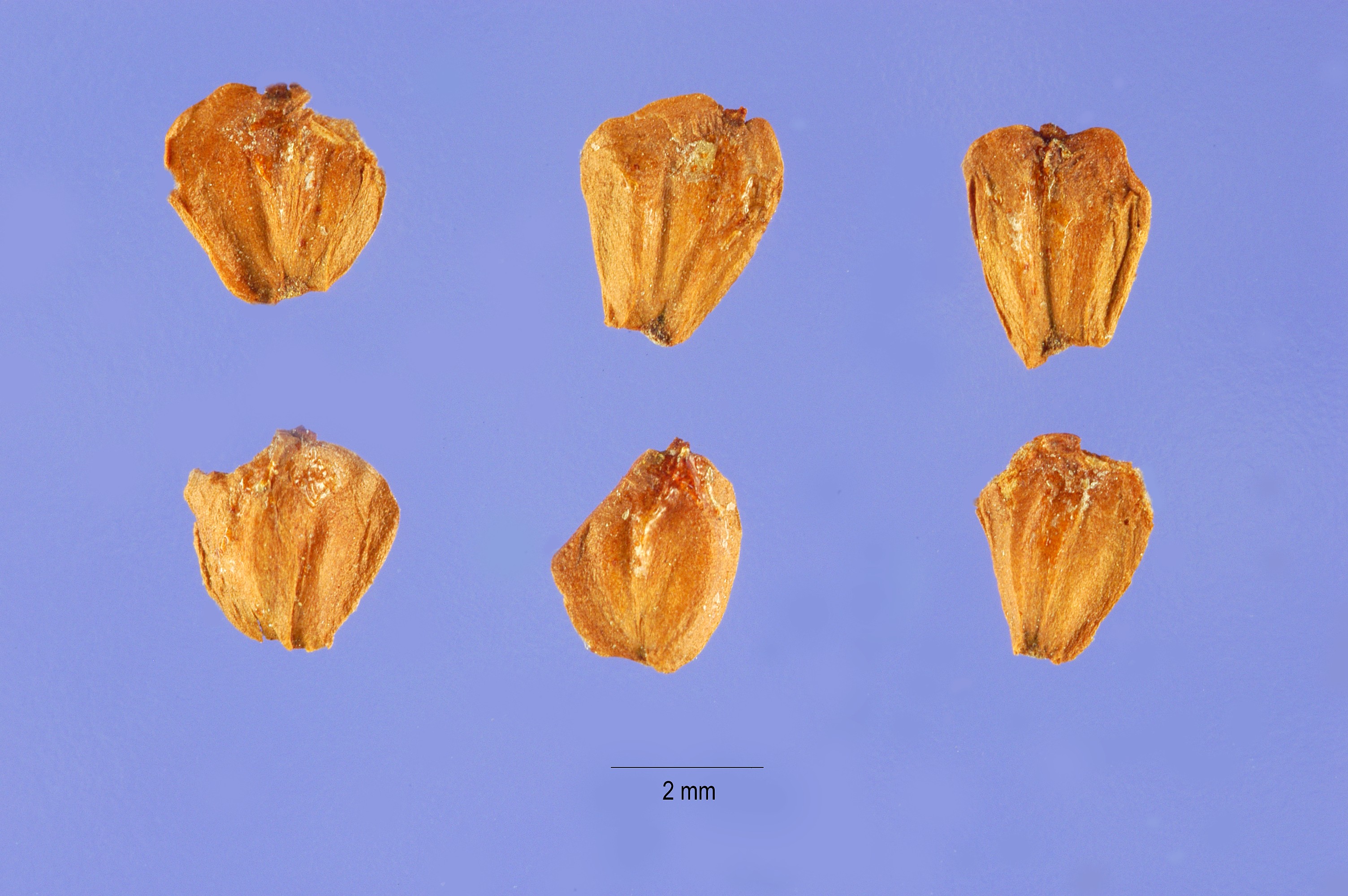 Alnus incana seeds