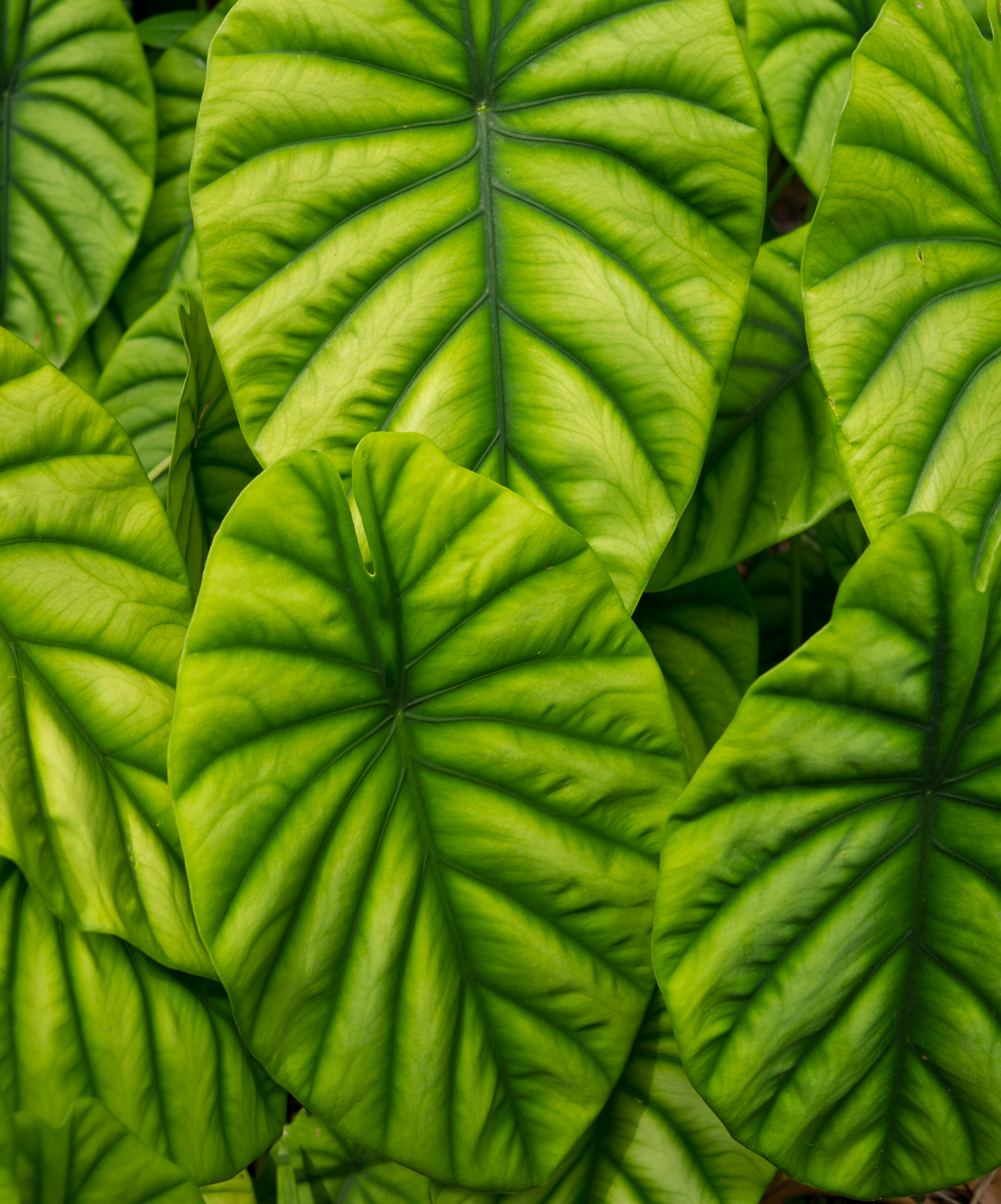 Alocasia cuprea (portrait orientation)