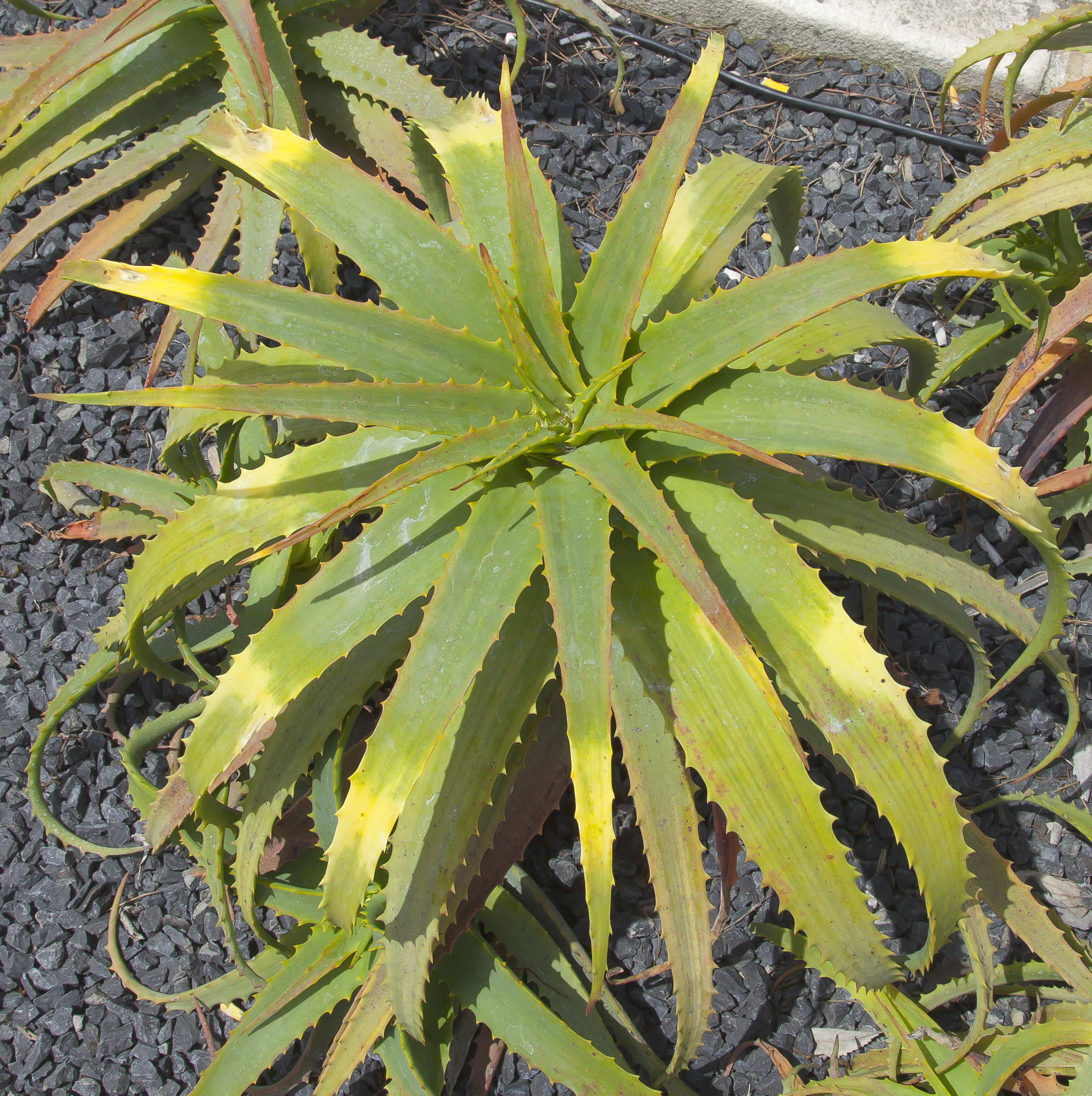 Aloe arborescens, Lisboa, Portugal, 2012-05-12, DD 02