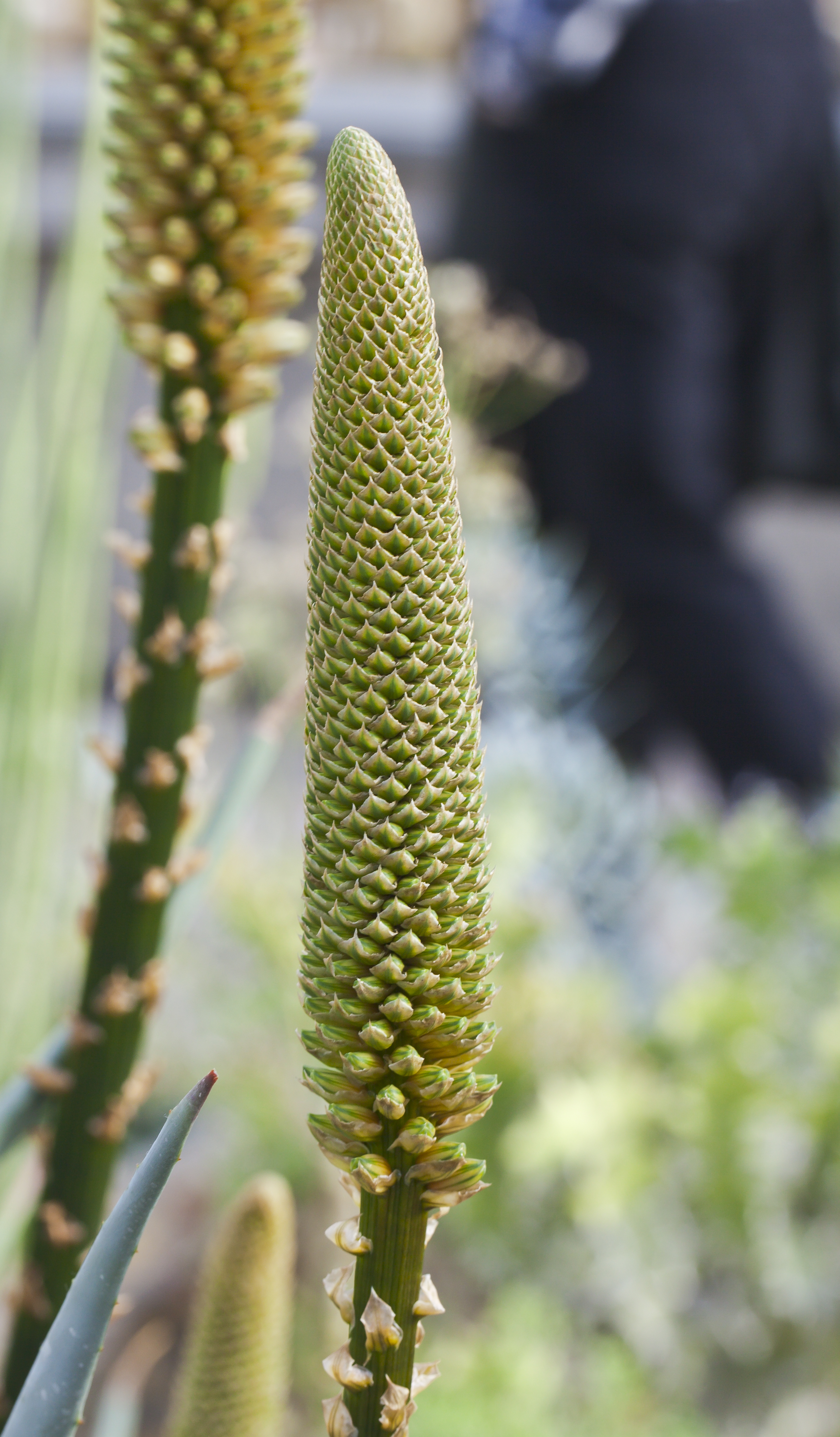 Aloe dolomitica, Jardín Botánico de Múnich, Alemania, 2013-01-27, DD 01
