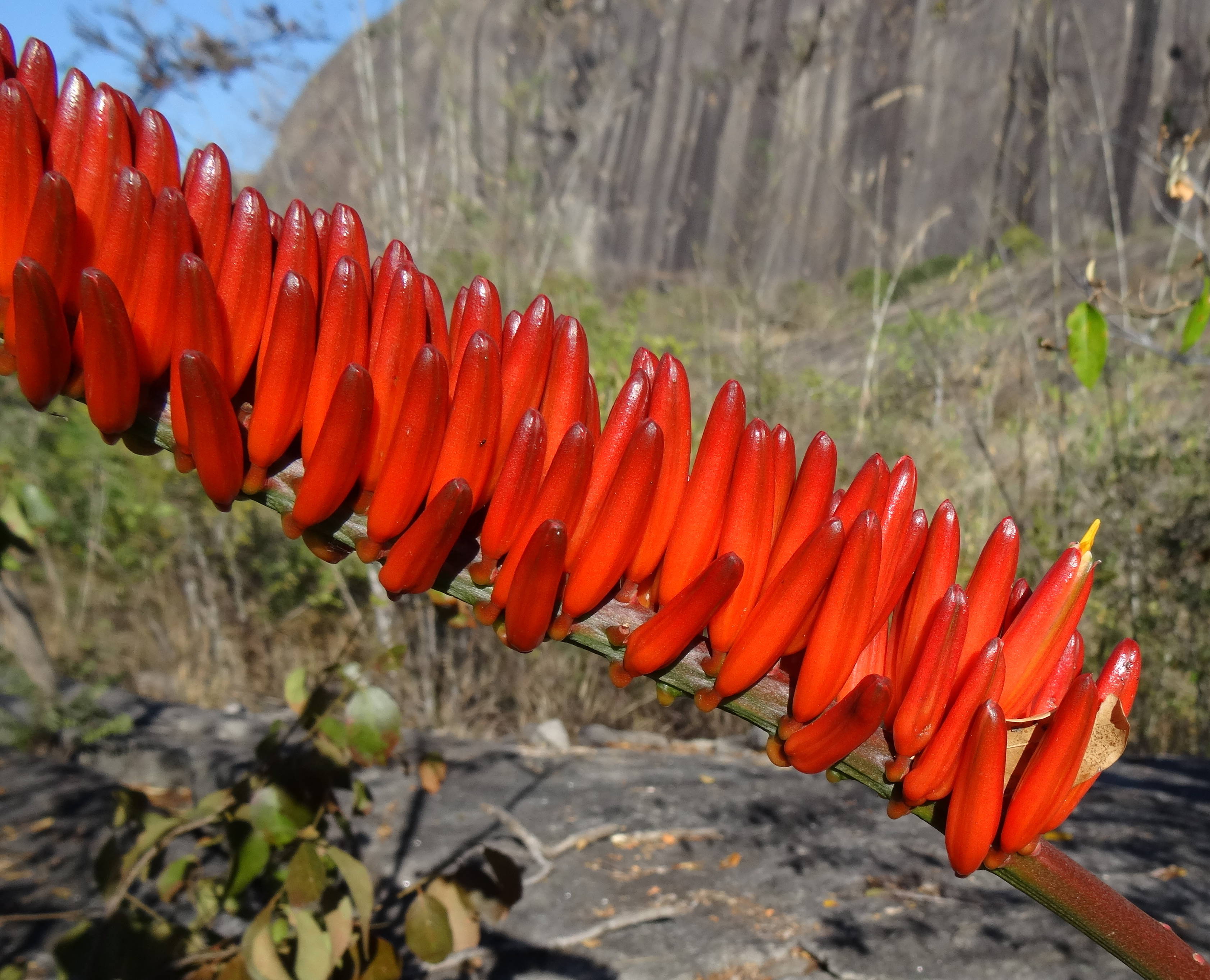 Aloe mawii 3 (9549065386)
