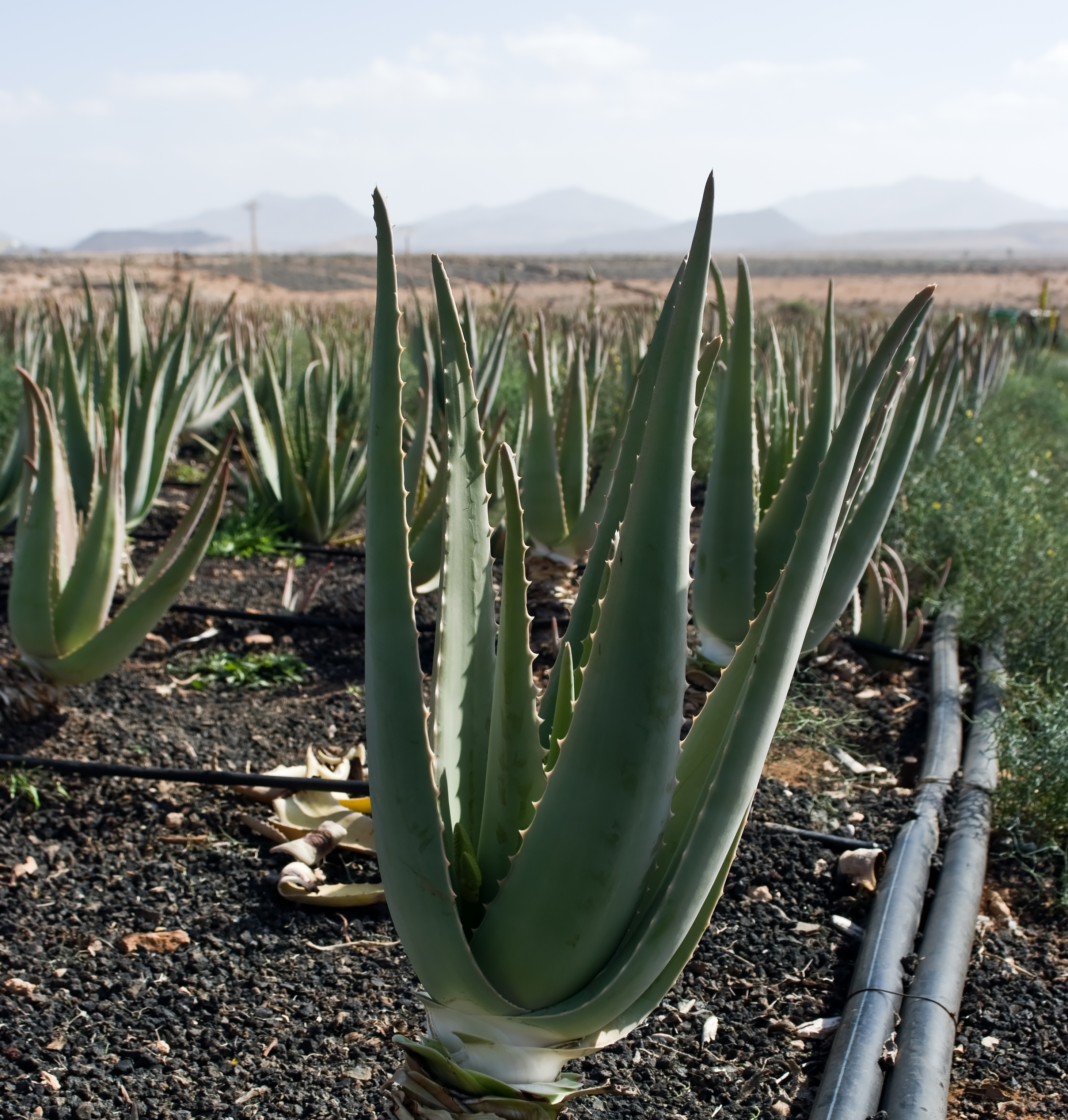 Aloe vera plantation IMGP0148