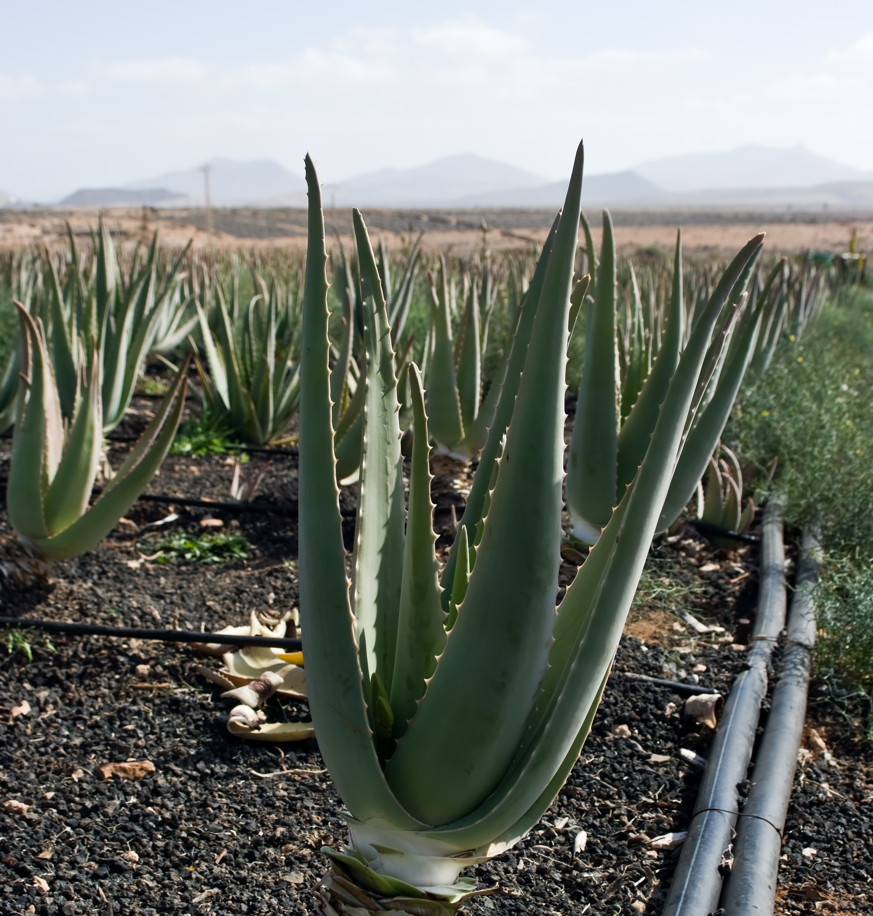 Aloe vera plantation IMGP0148