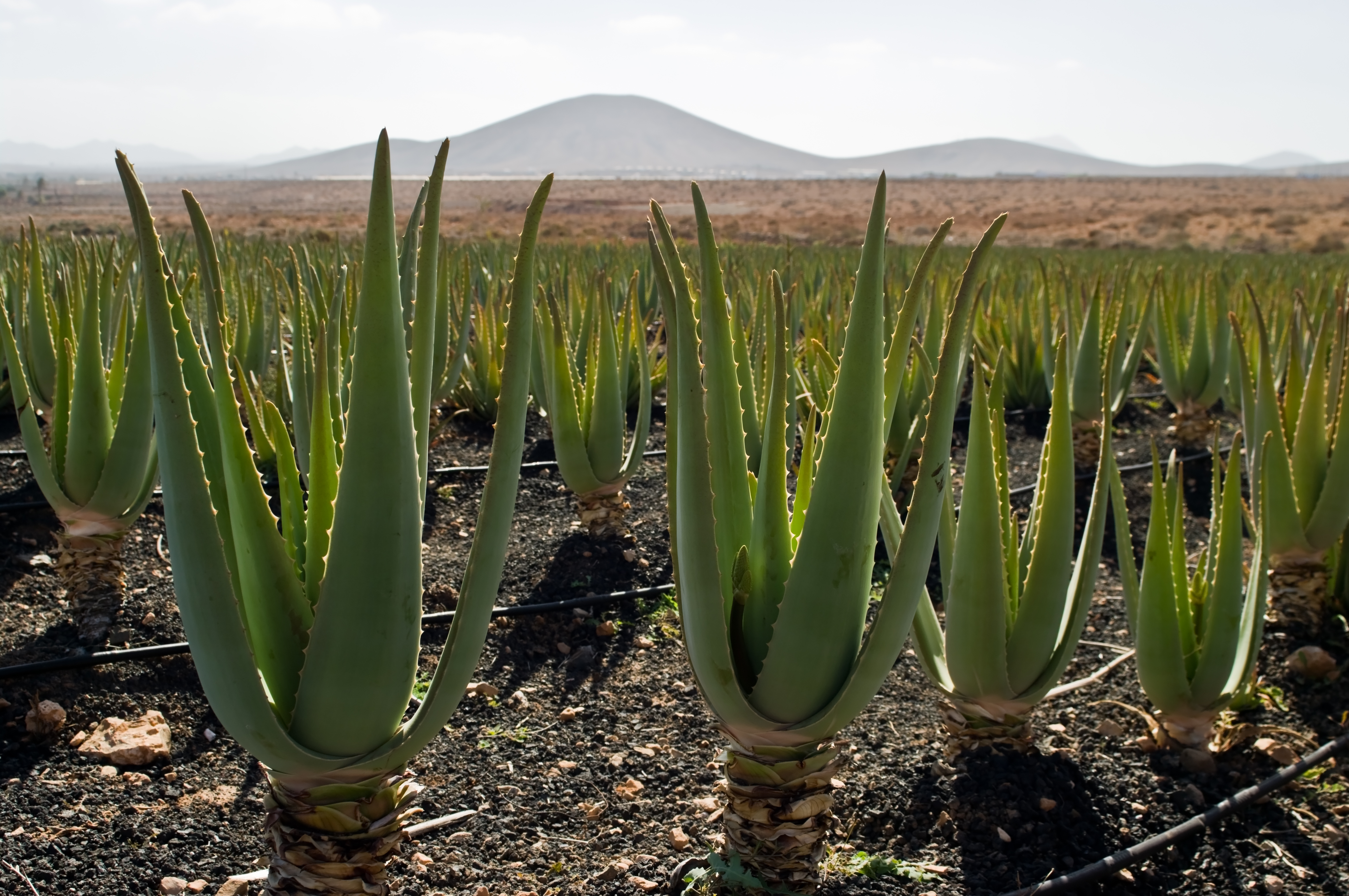 Aloe vera plantation IMGP0177