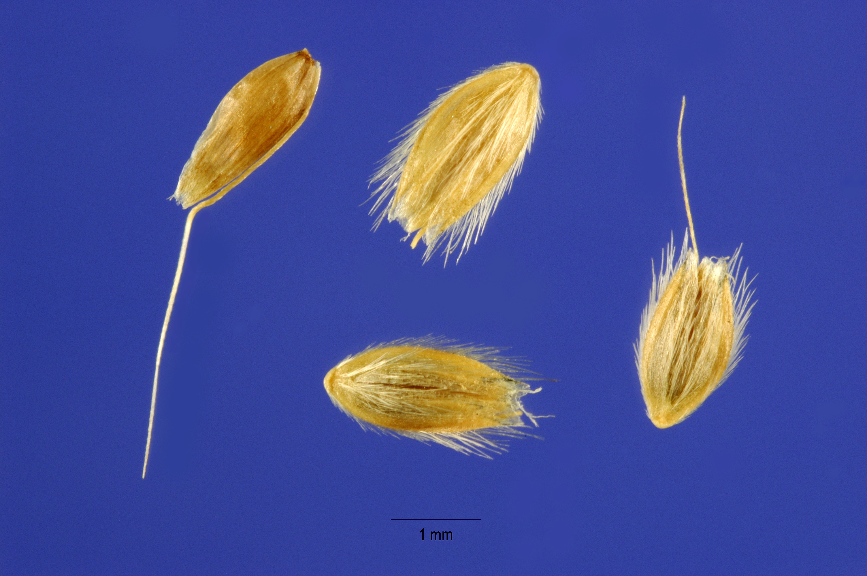 Alopecurus carolinianus seeds