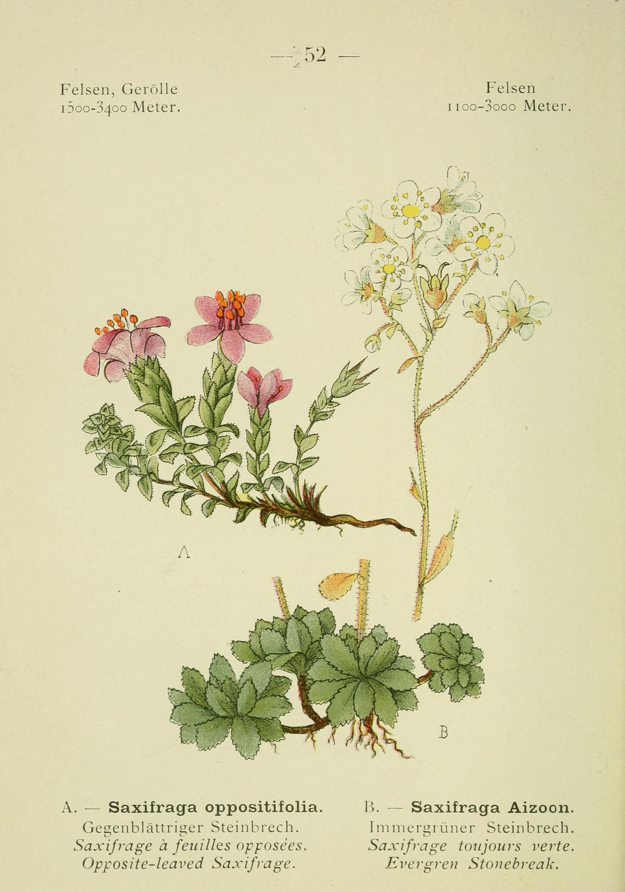 Alpen-Flora (Page 103) BHL10387317