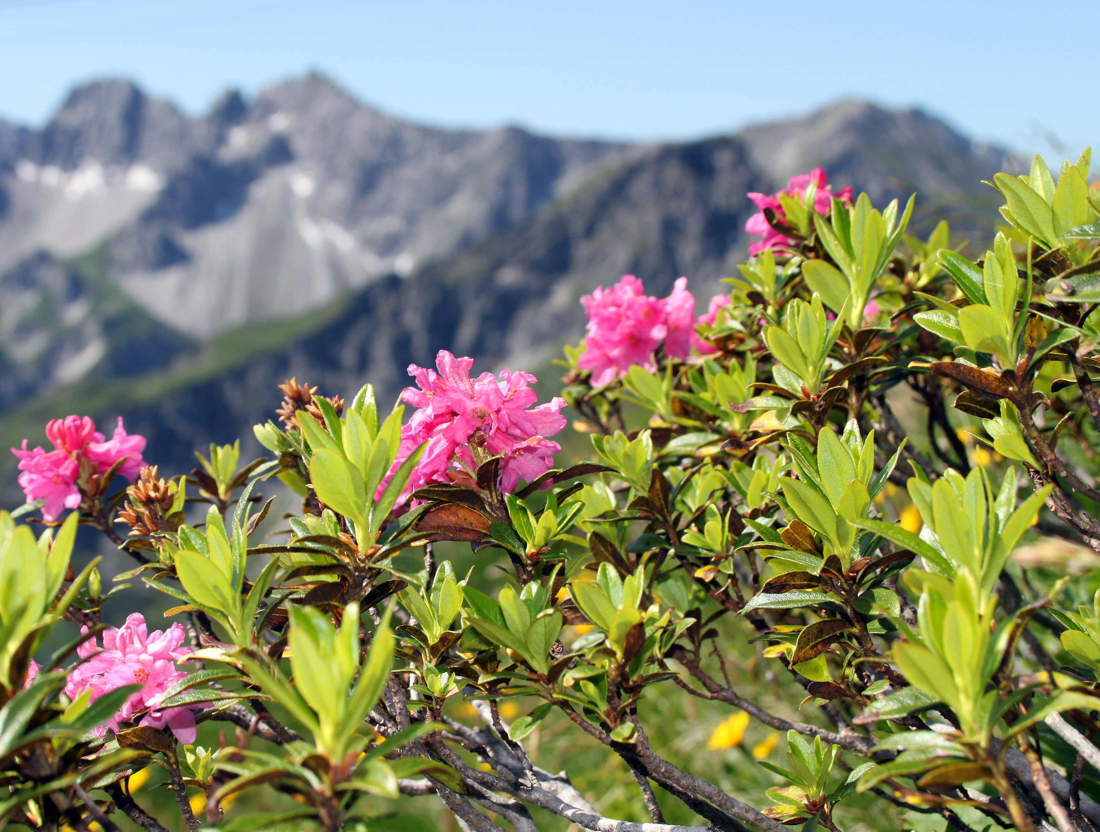 Alpenrose-rhododendron