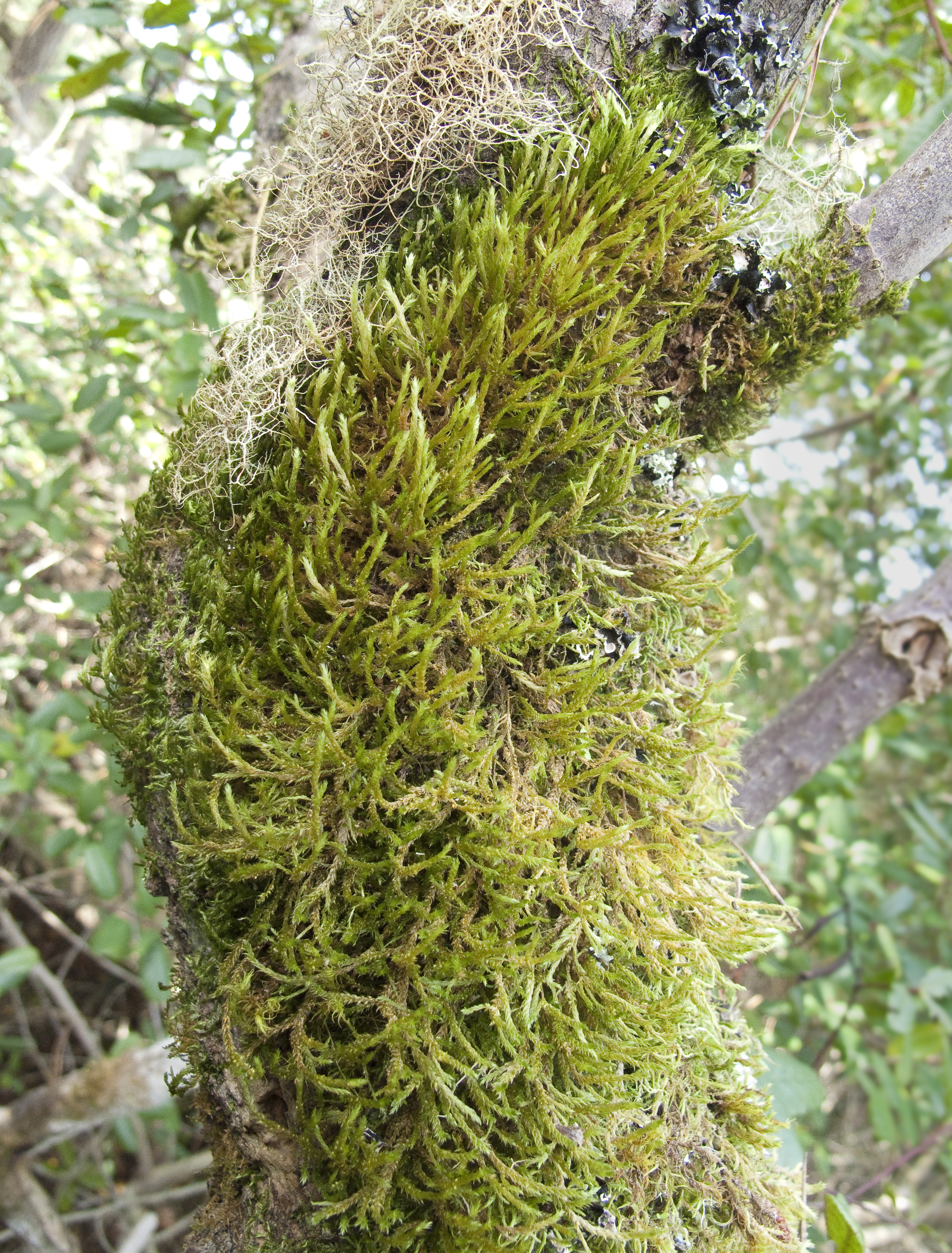 Alsia californica (California alsia moss) (7149100085)
