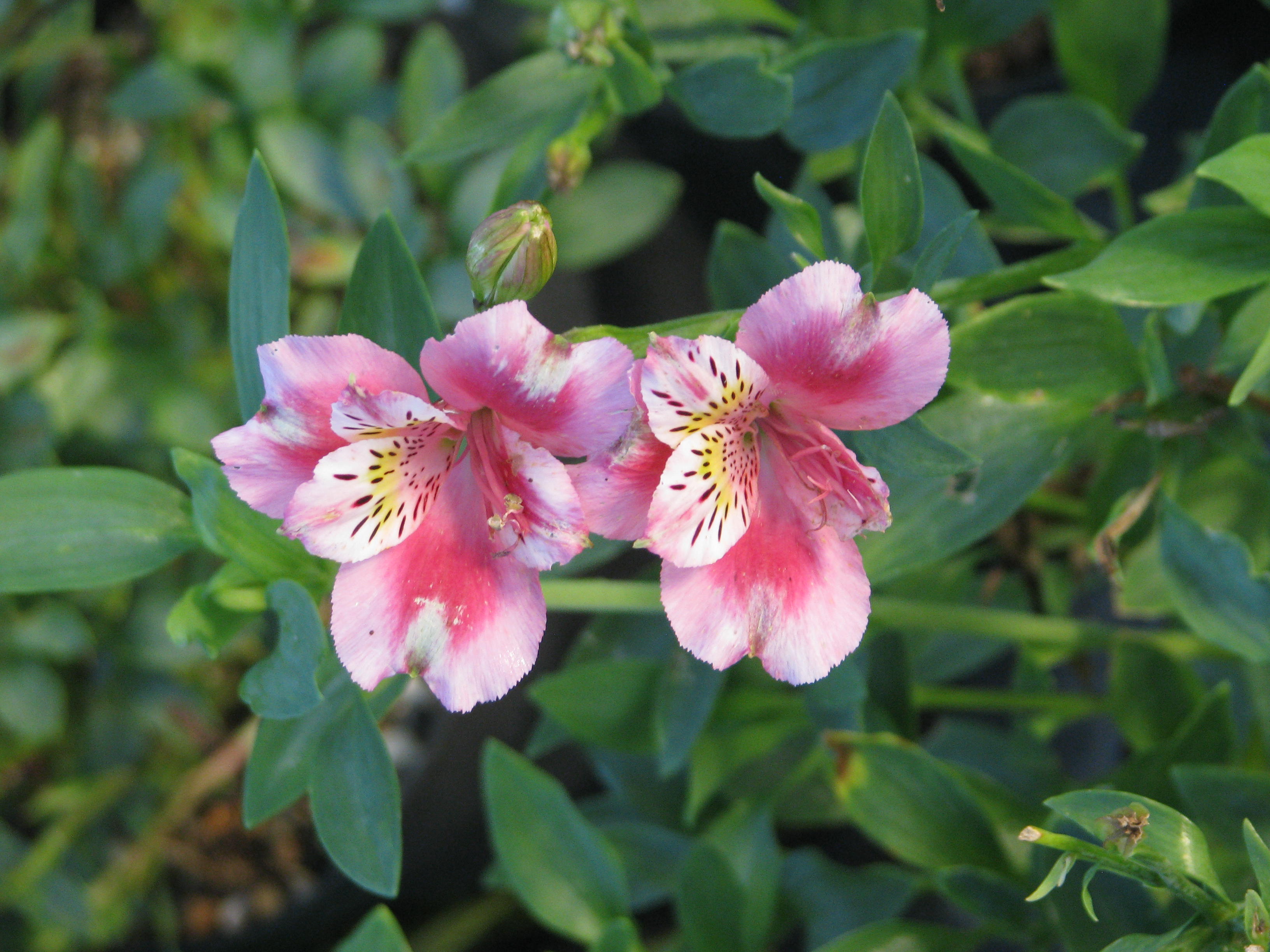 Alstroemeria sp. (21389010808)