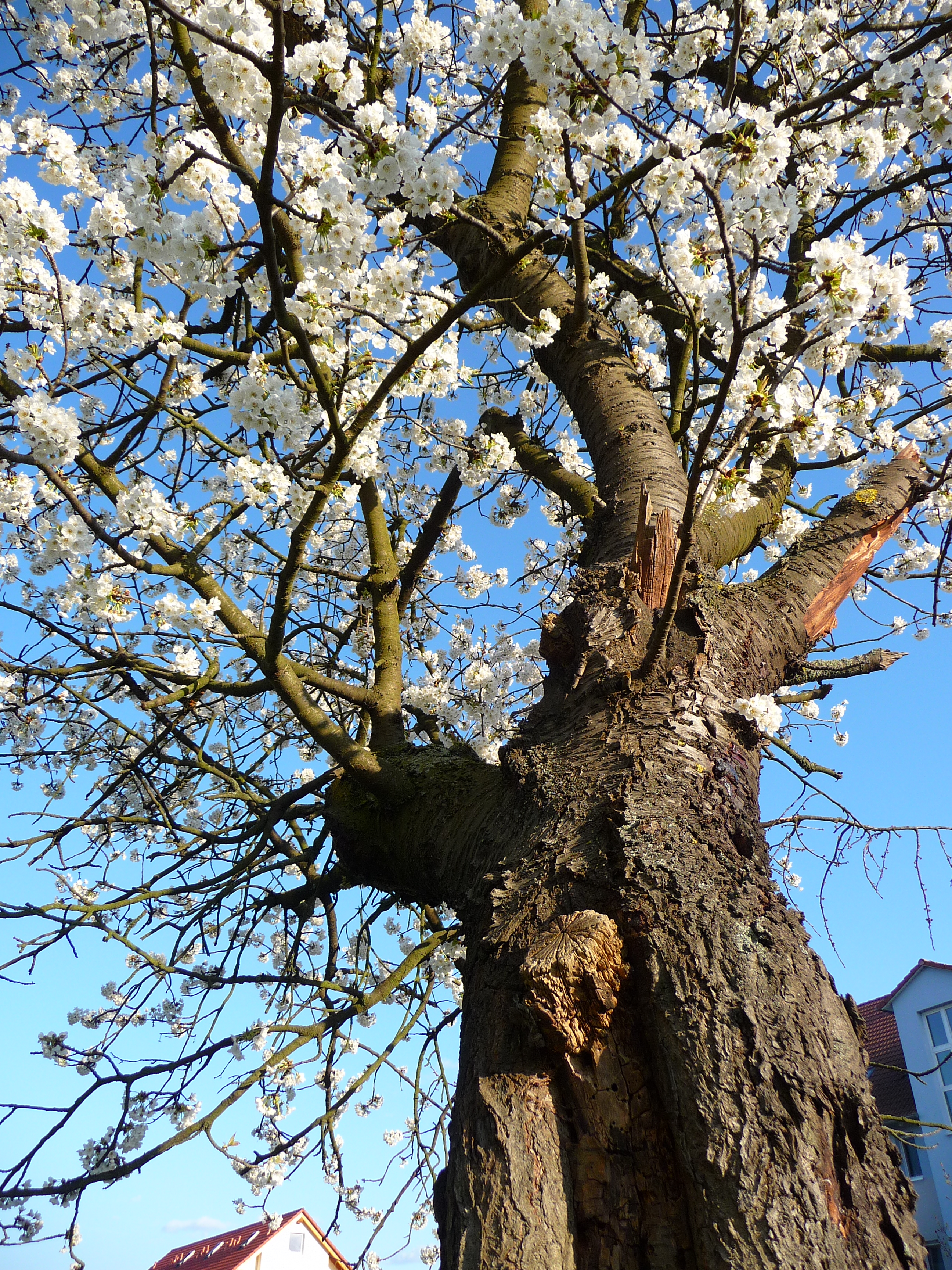 Alter Kirschbaum