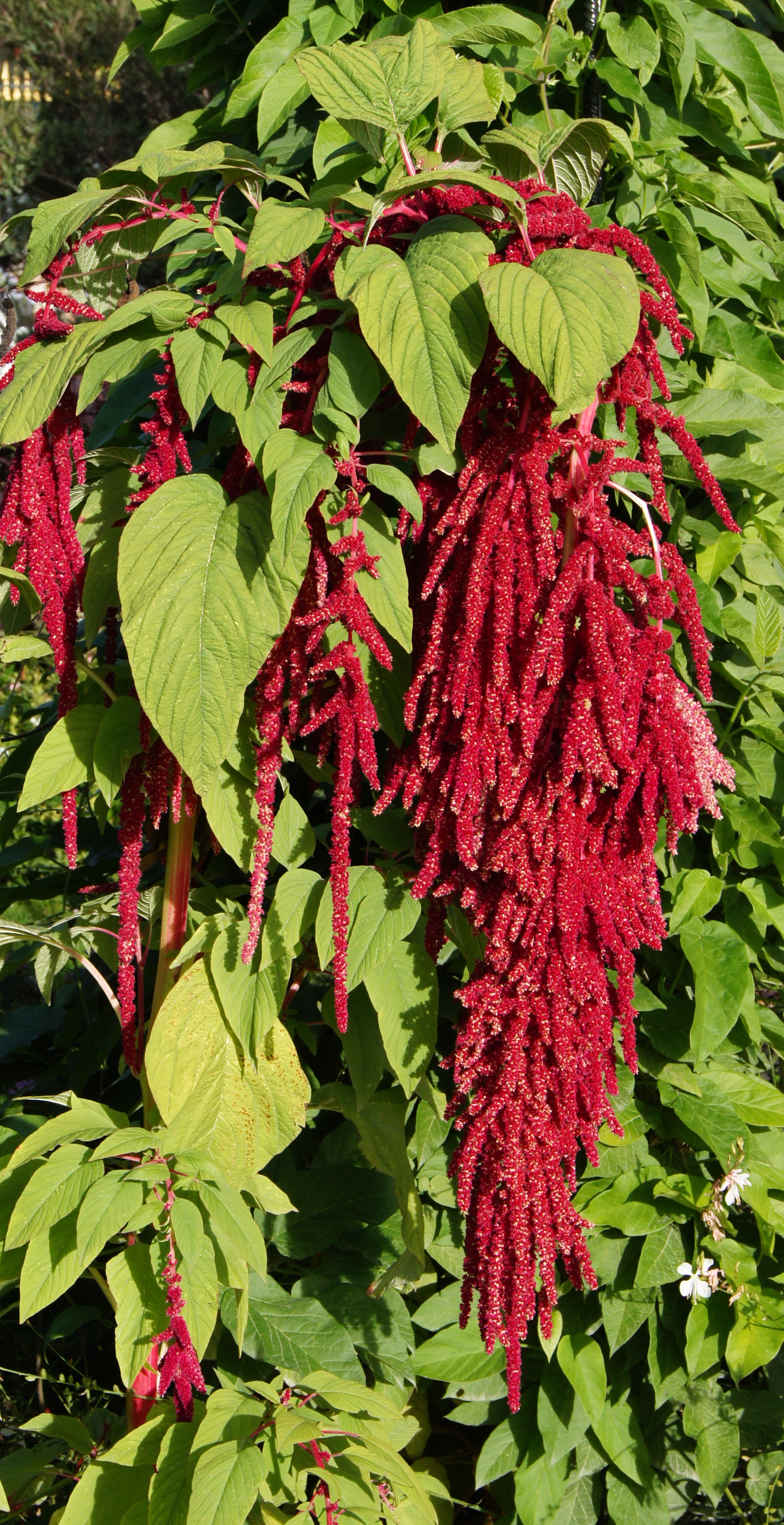 Amaranthus caudatus JdP
