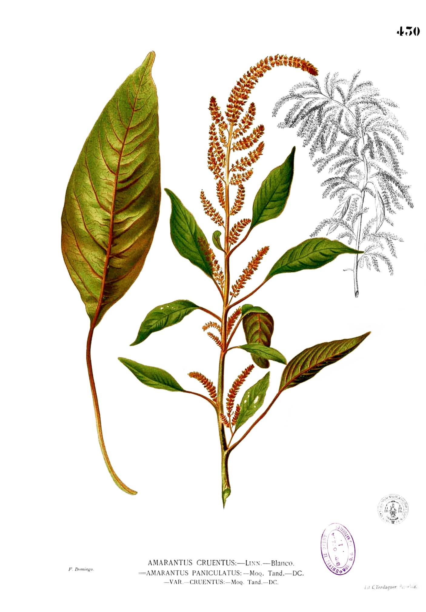 Amaranthus cruentus Blanco2.430