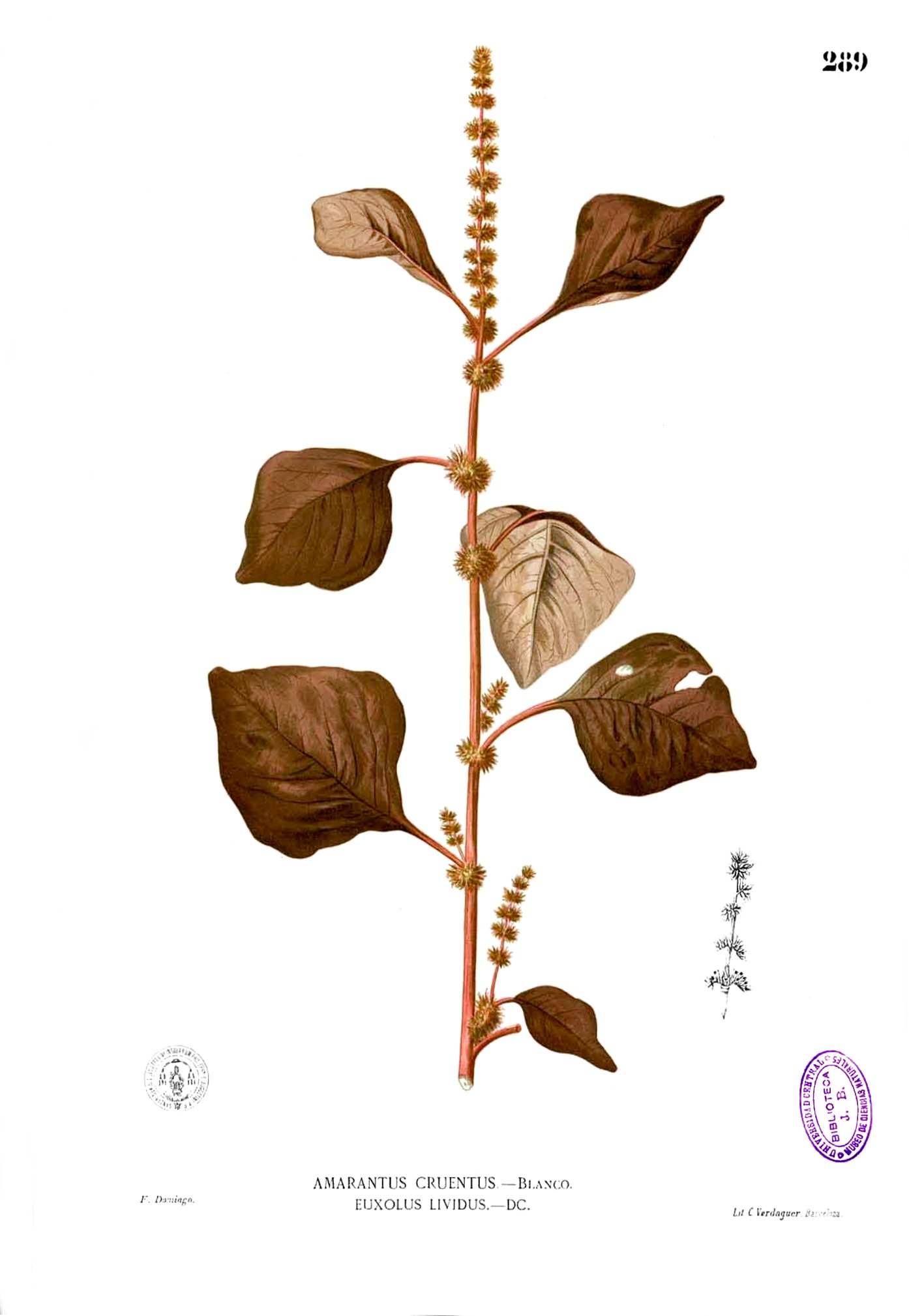 Amaranthus sp Blanco2.289