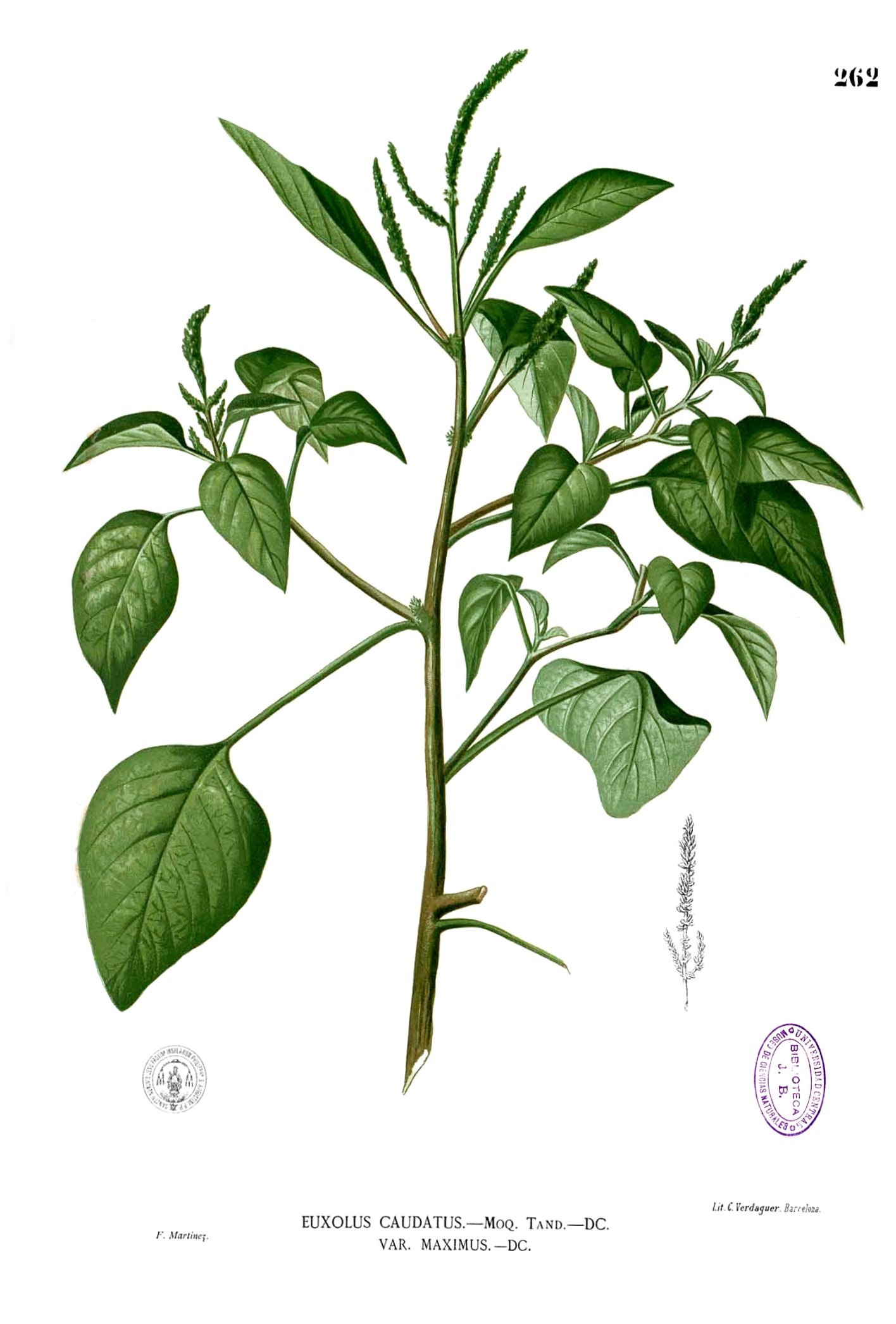 Amaranthus viridis Blanco2.262