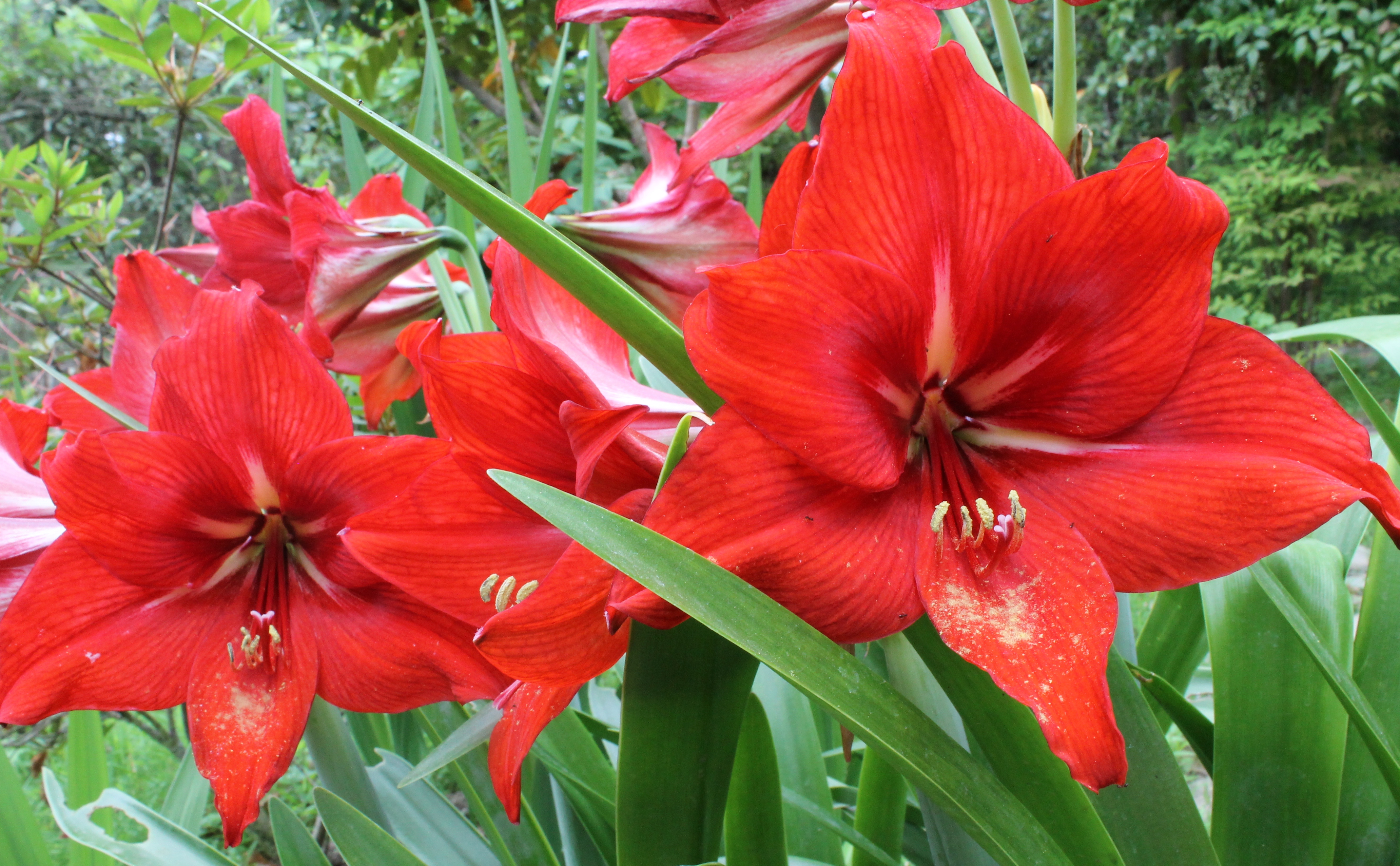 Amaryllis in my garden