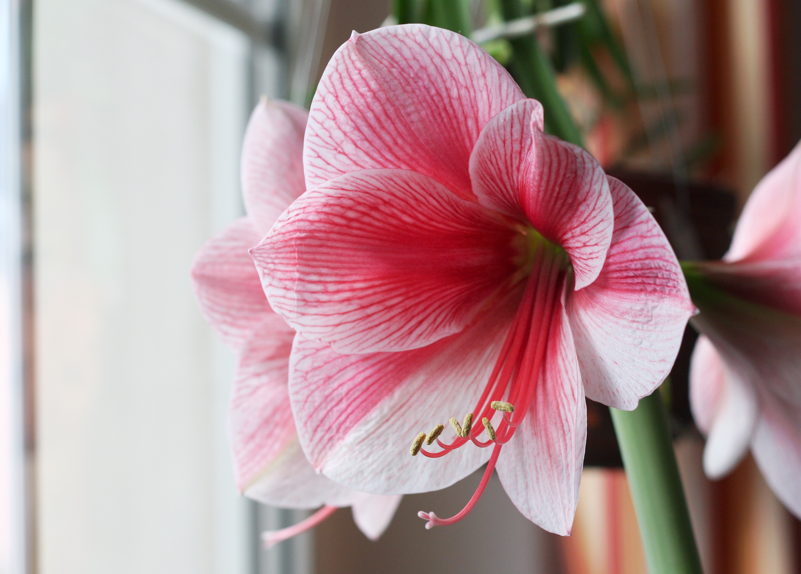 Amaryllis Purple Rain (11692458894)