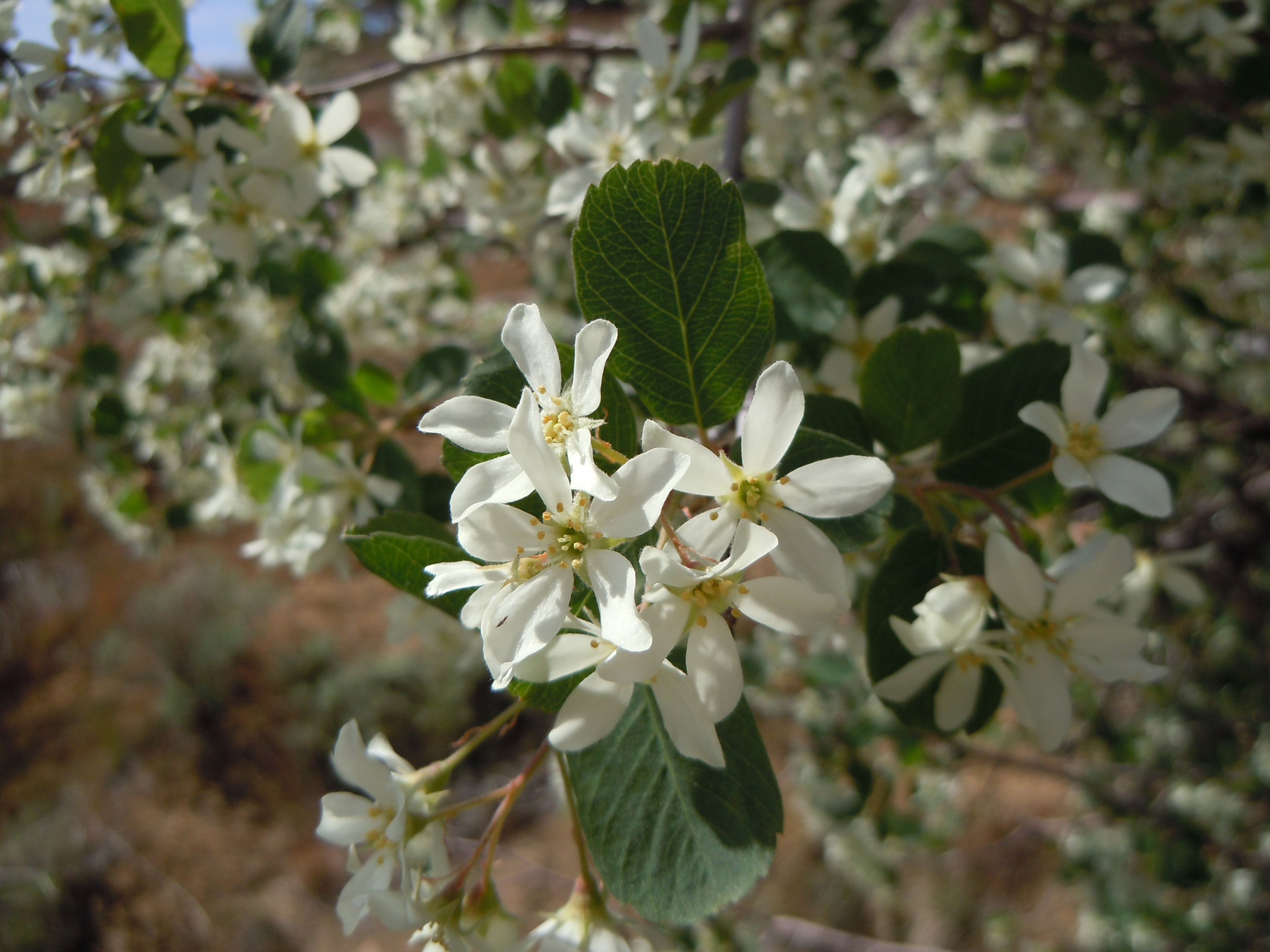 Amelanchier utahensis (5065733701)