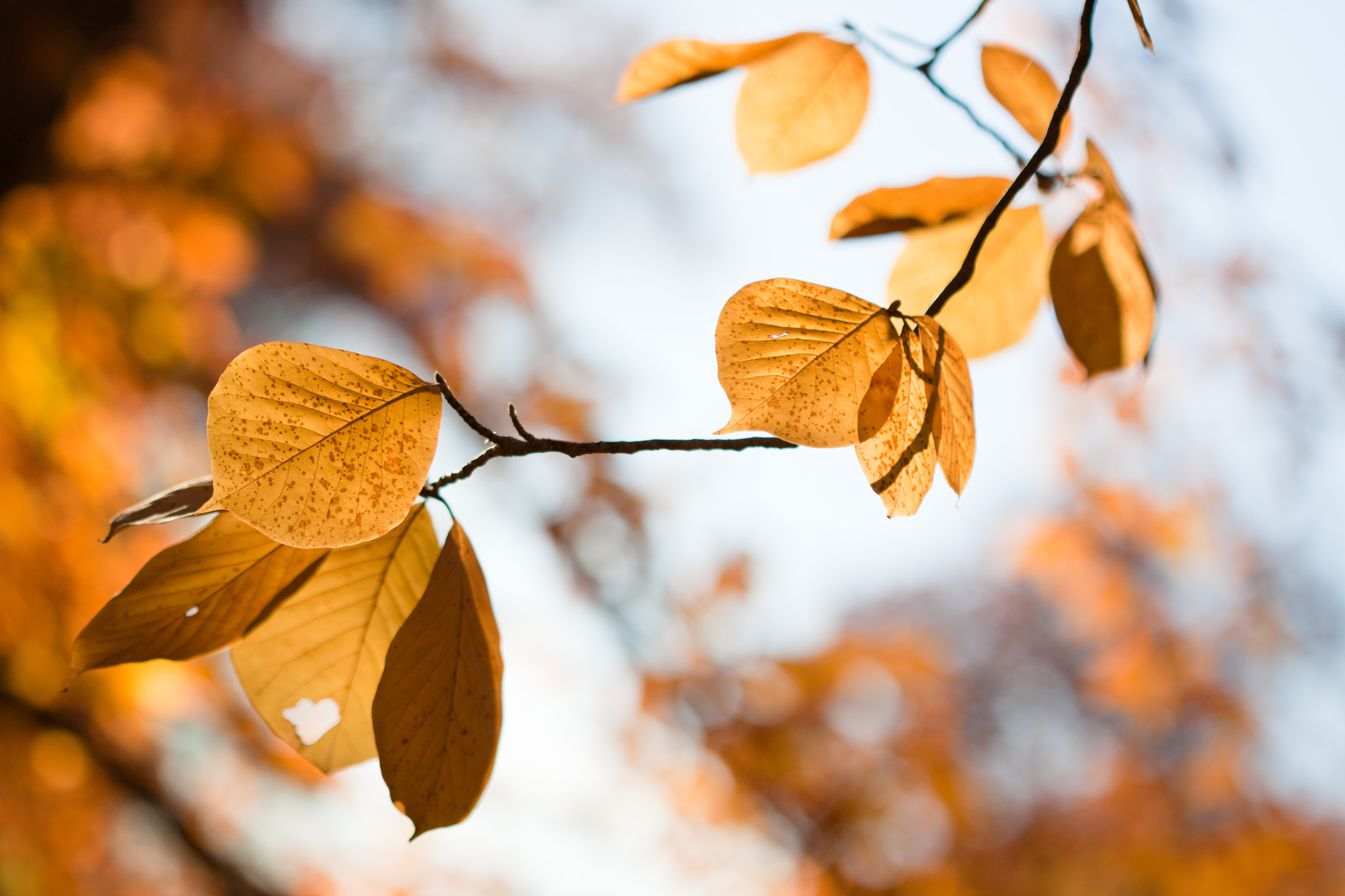 American beech (25767001375)