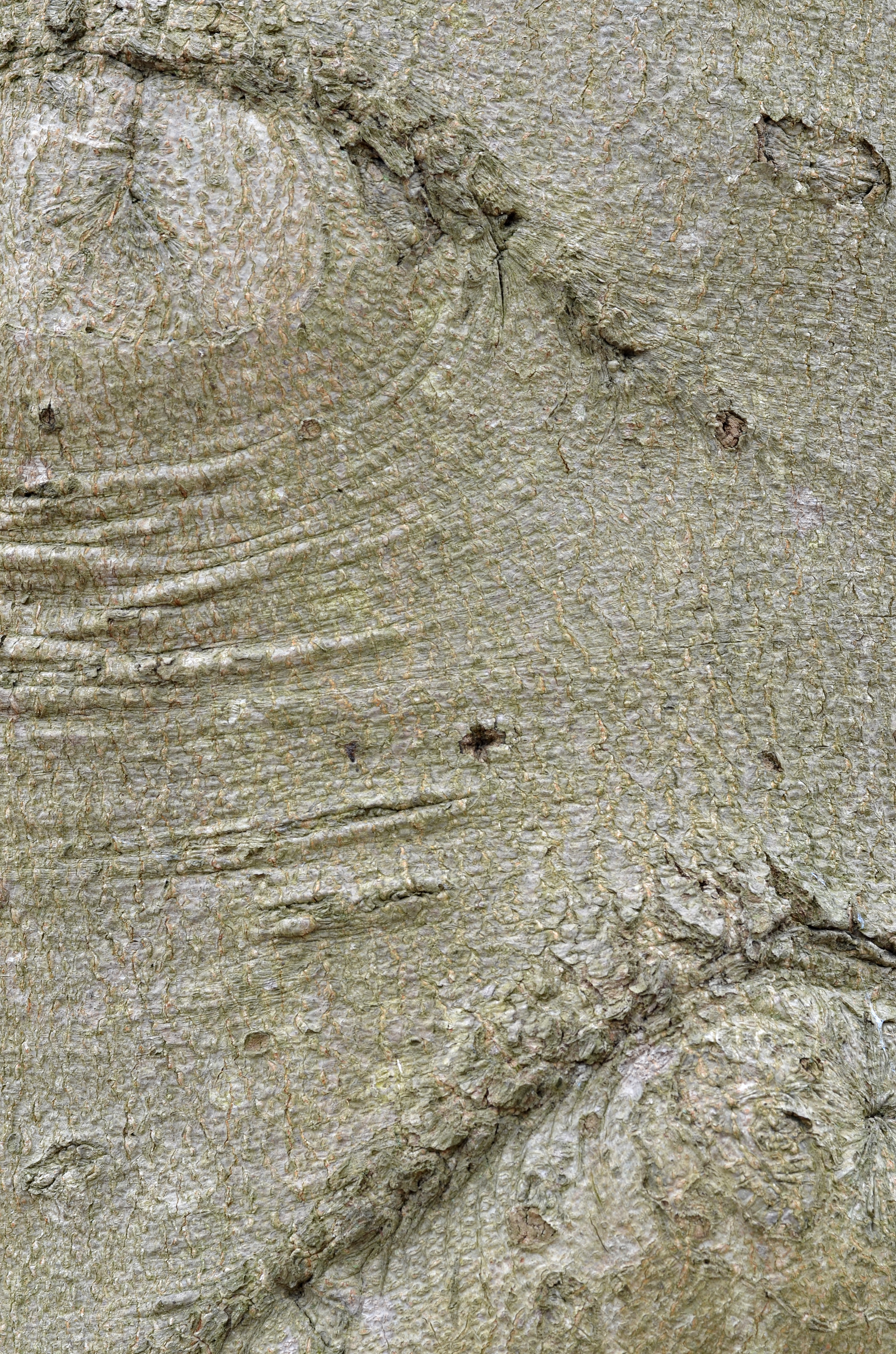 American Beech Fagus grandifolia Bark