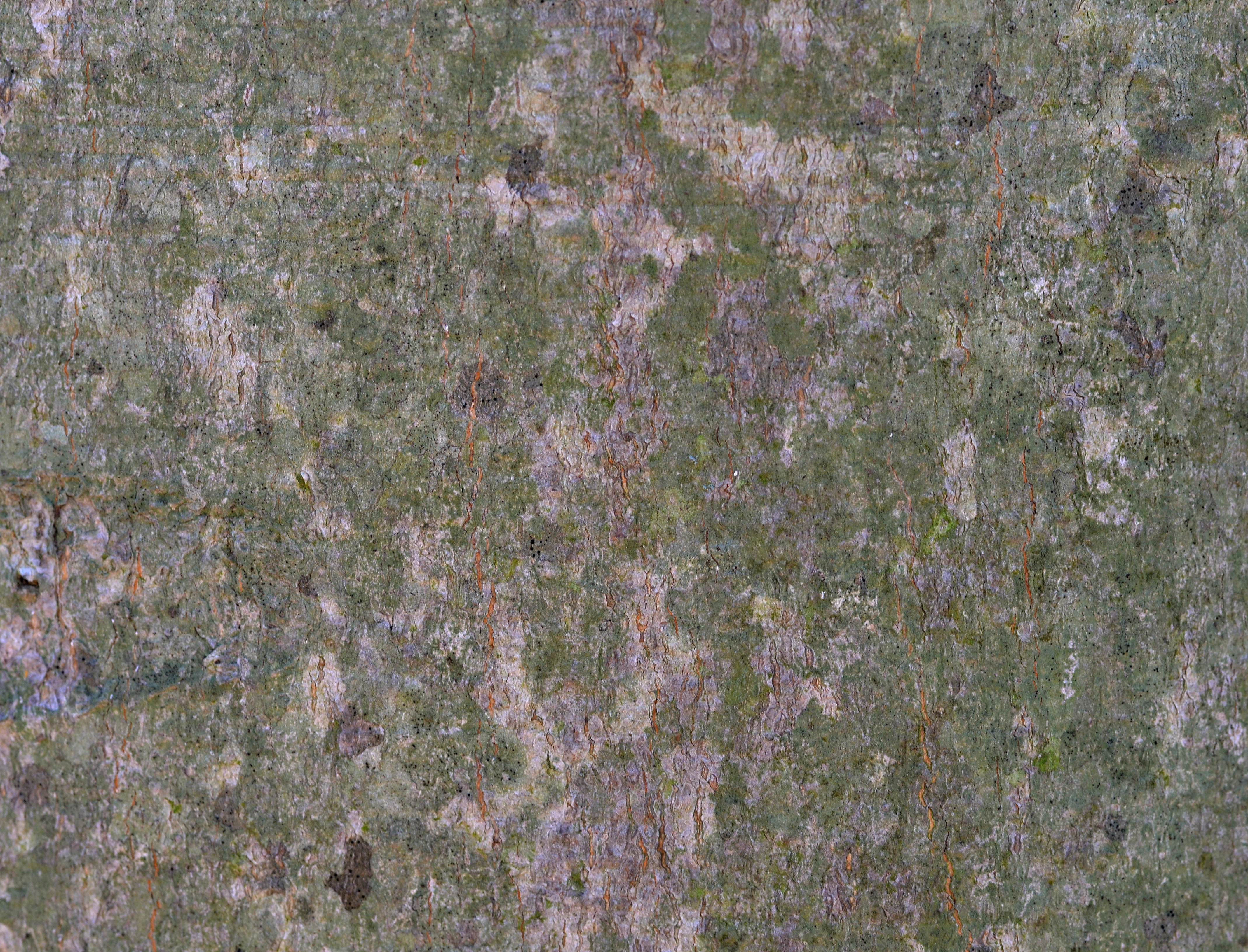 American Beech Fagus grandifolia Bark Closeup