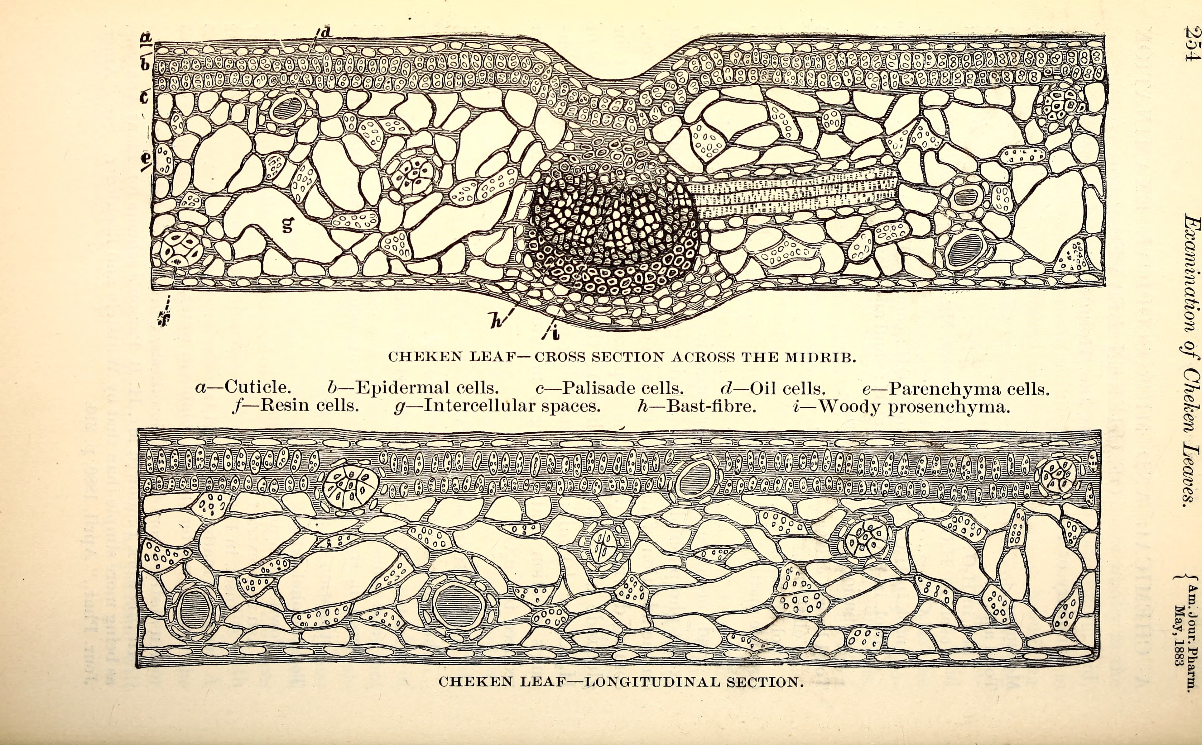 American journal of pharmacy (1883) (14771762412)