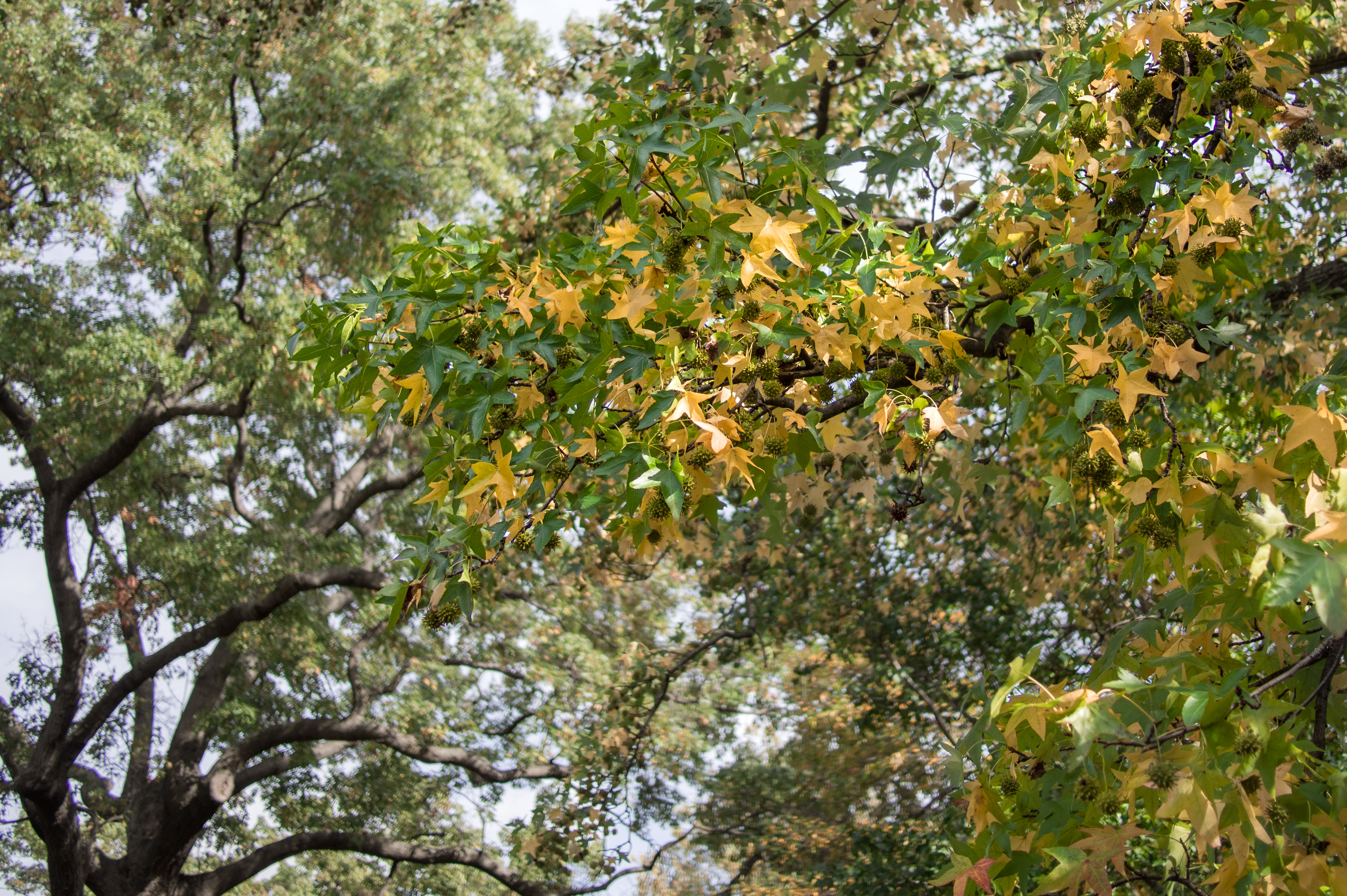 American sweetgum in New York Botanical Garden (80636)