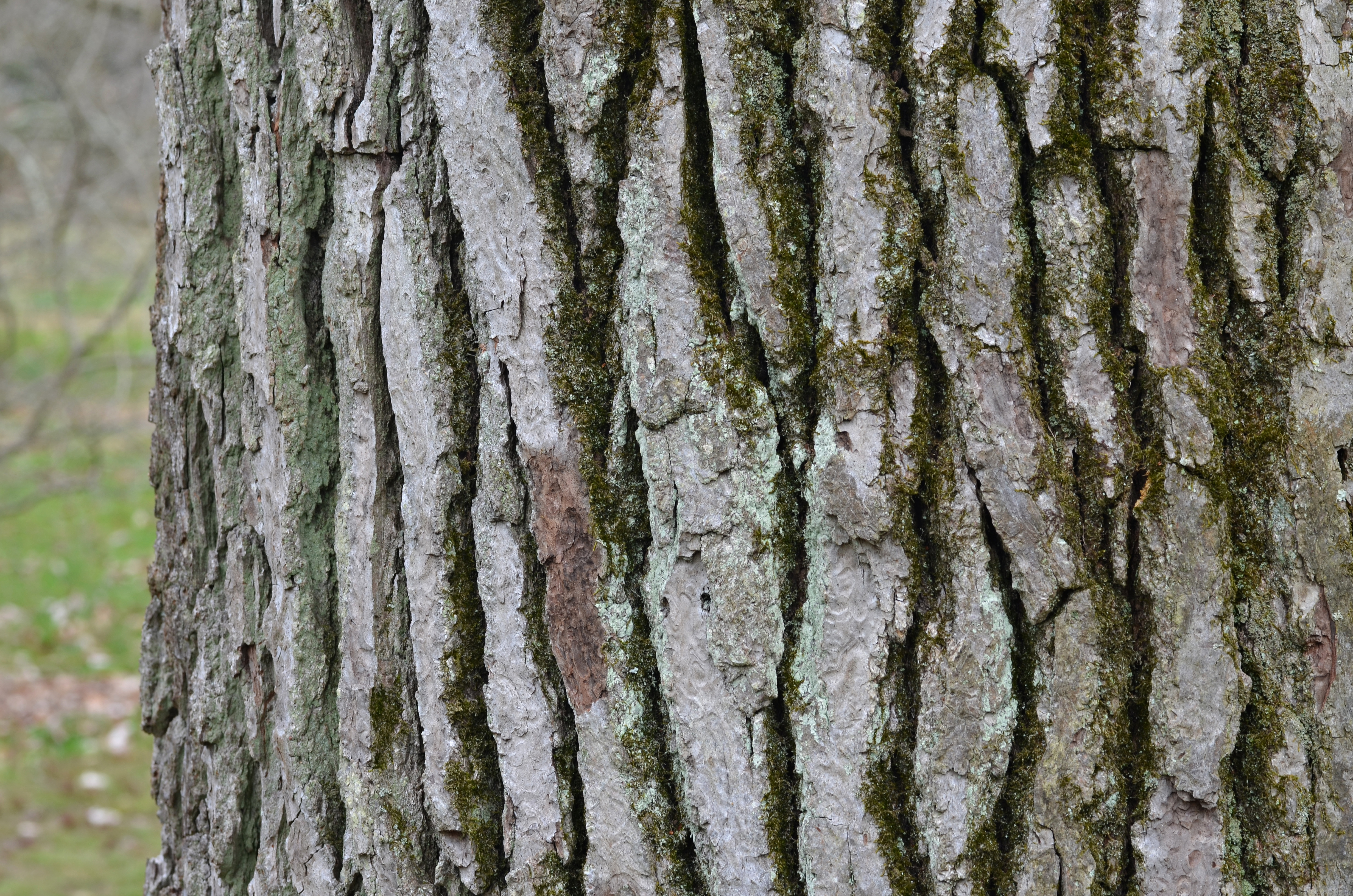 American Sweetgum Liquidambar styraciflua Bark Horizontal