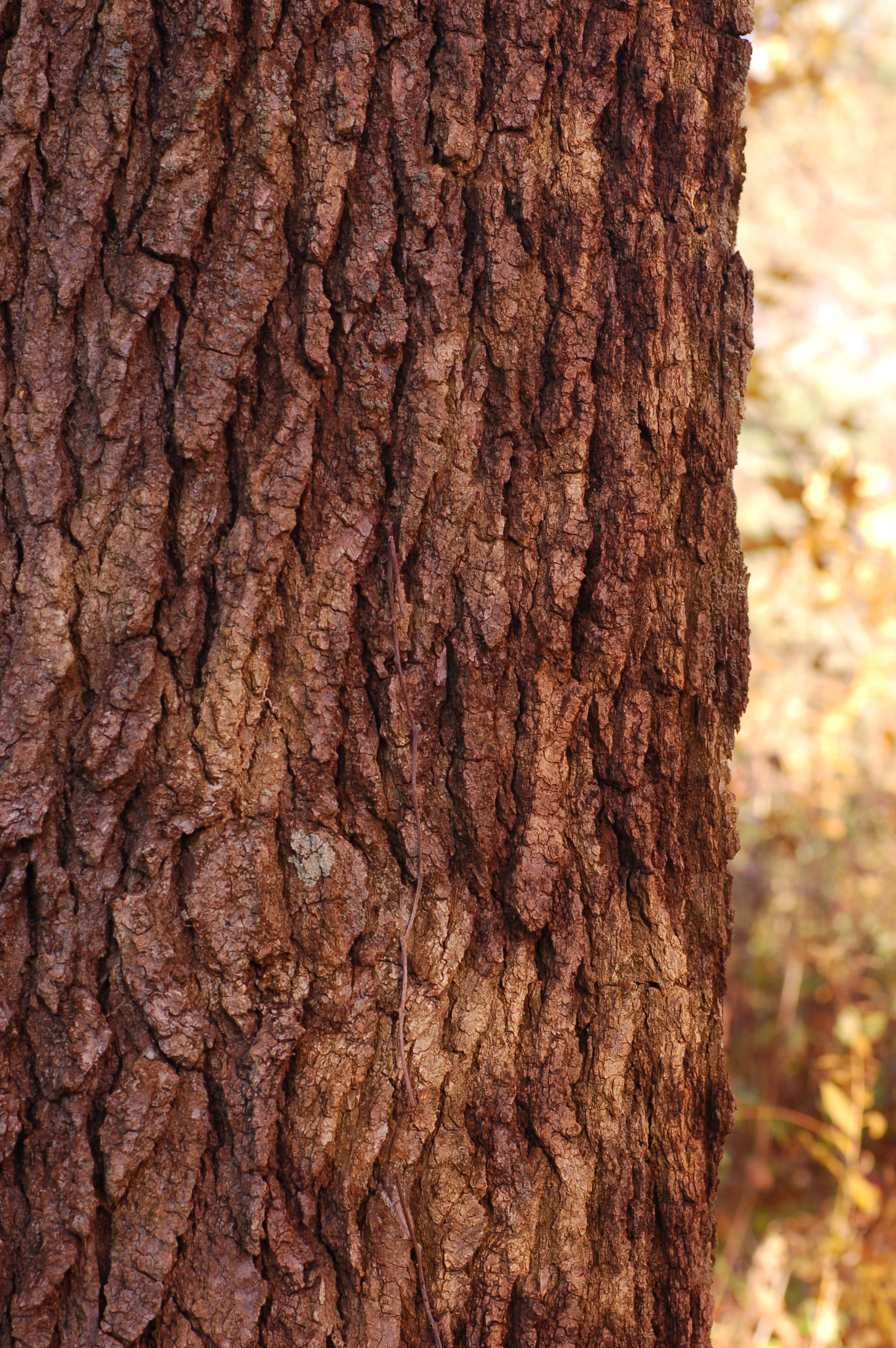 American Sweetgum Liquidambar styraciflua Trunk Bark 2000px