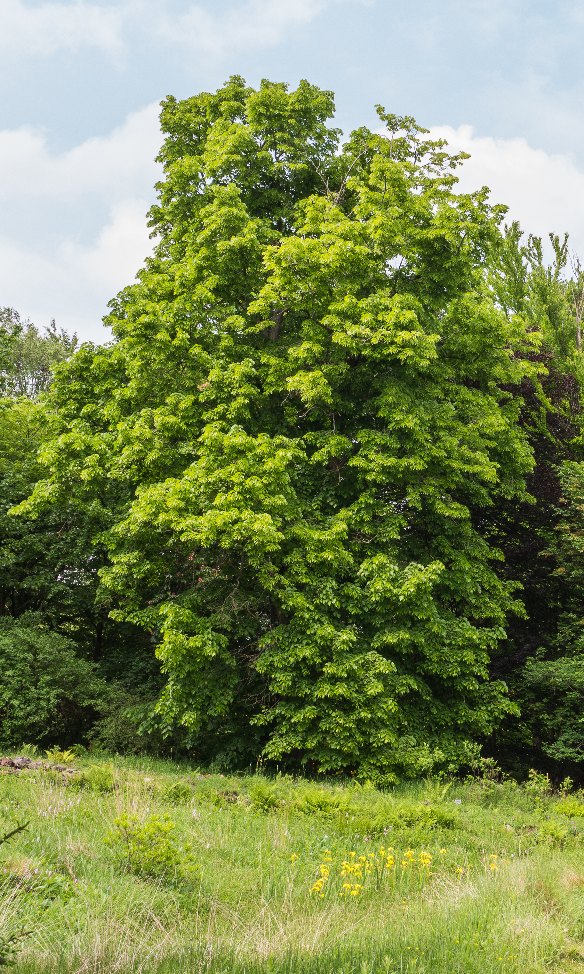Amerikaanse linde (Tilia americana). Locatie Hortus Haren