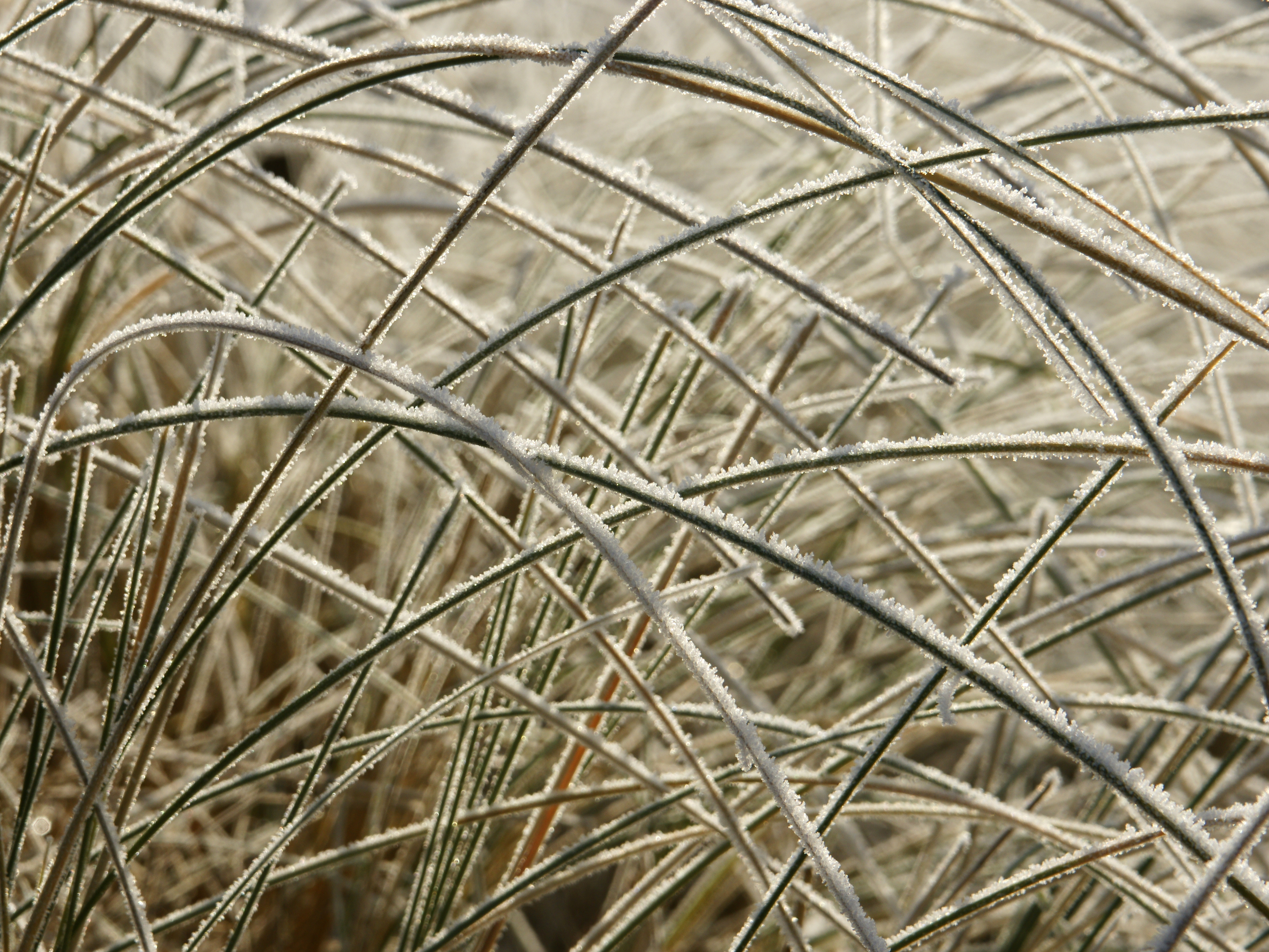 Ammophila arenaria (frosted leaves)