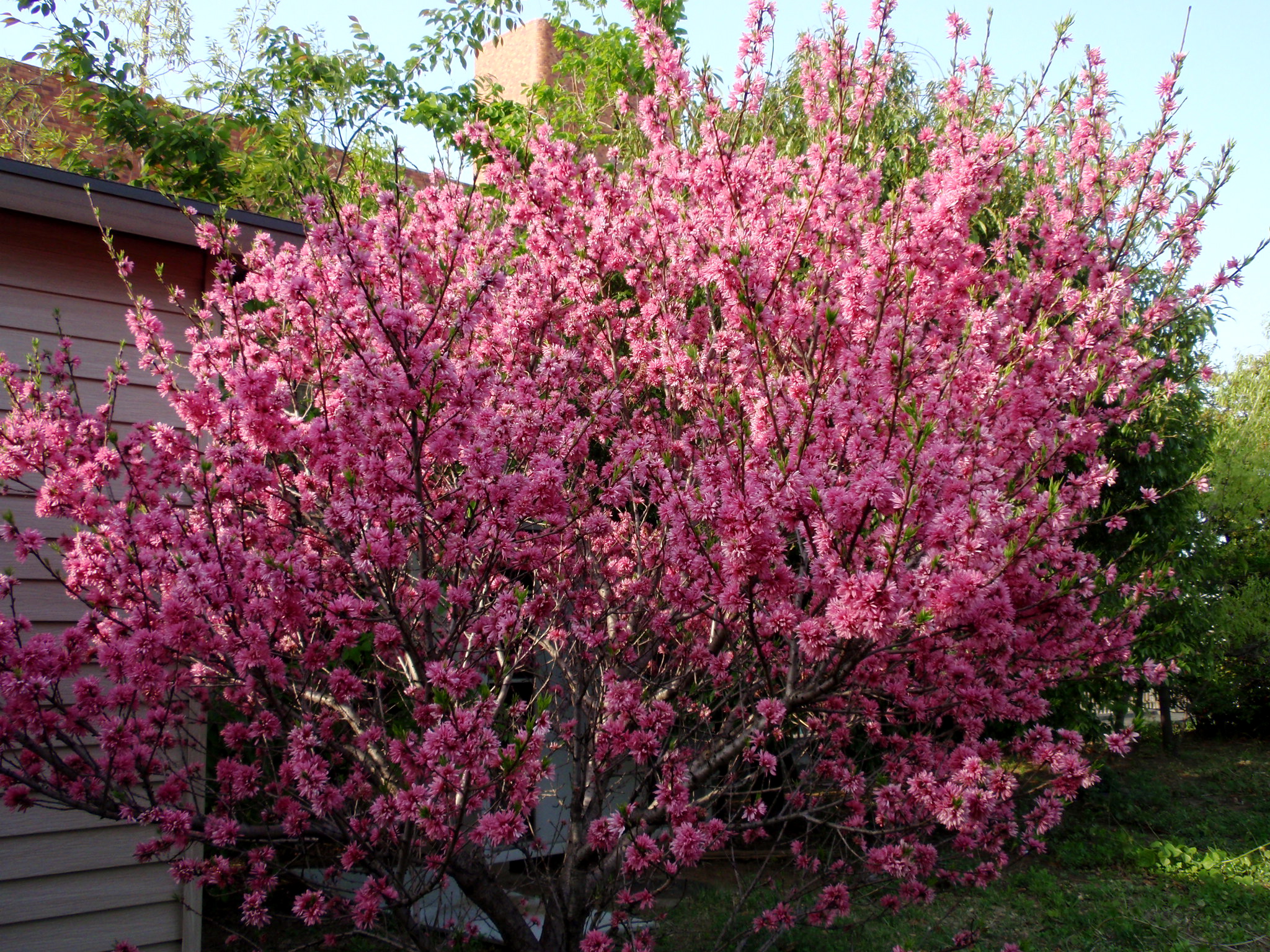 Amygdalus persica cv Stellata