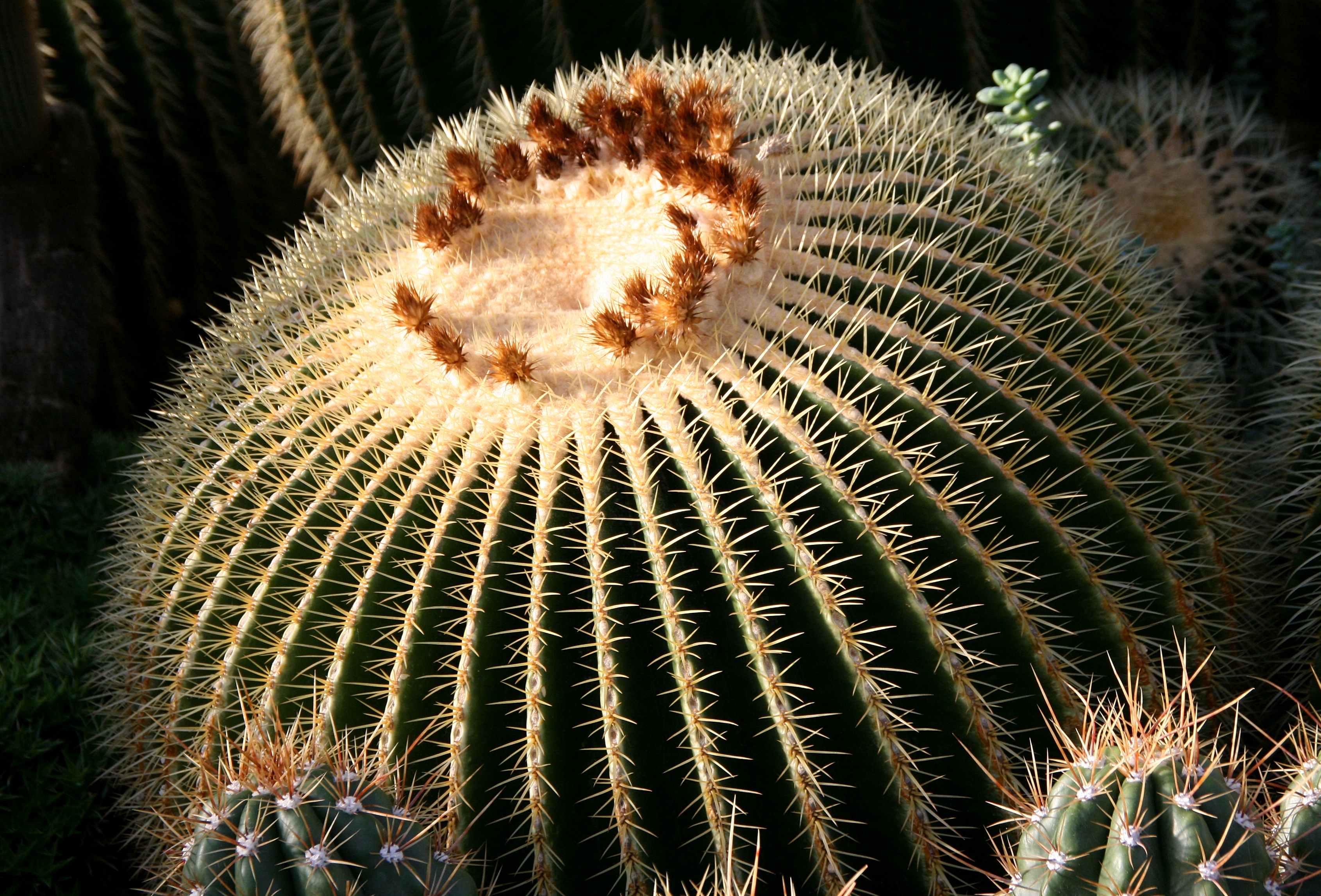 An Echinocactus grusonii