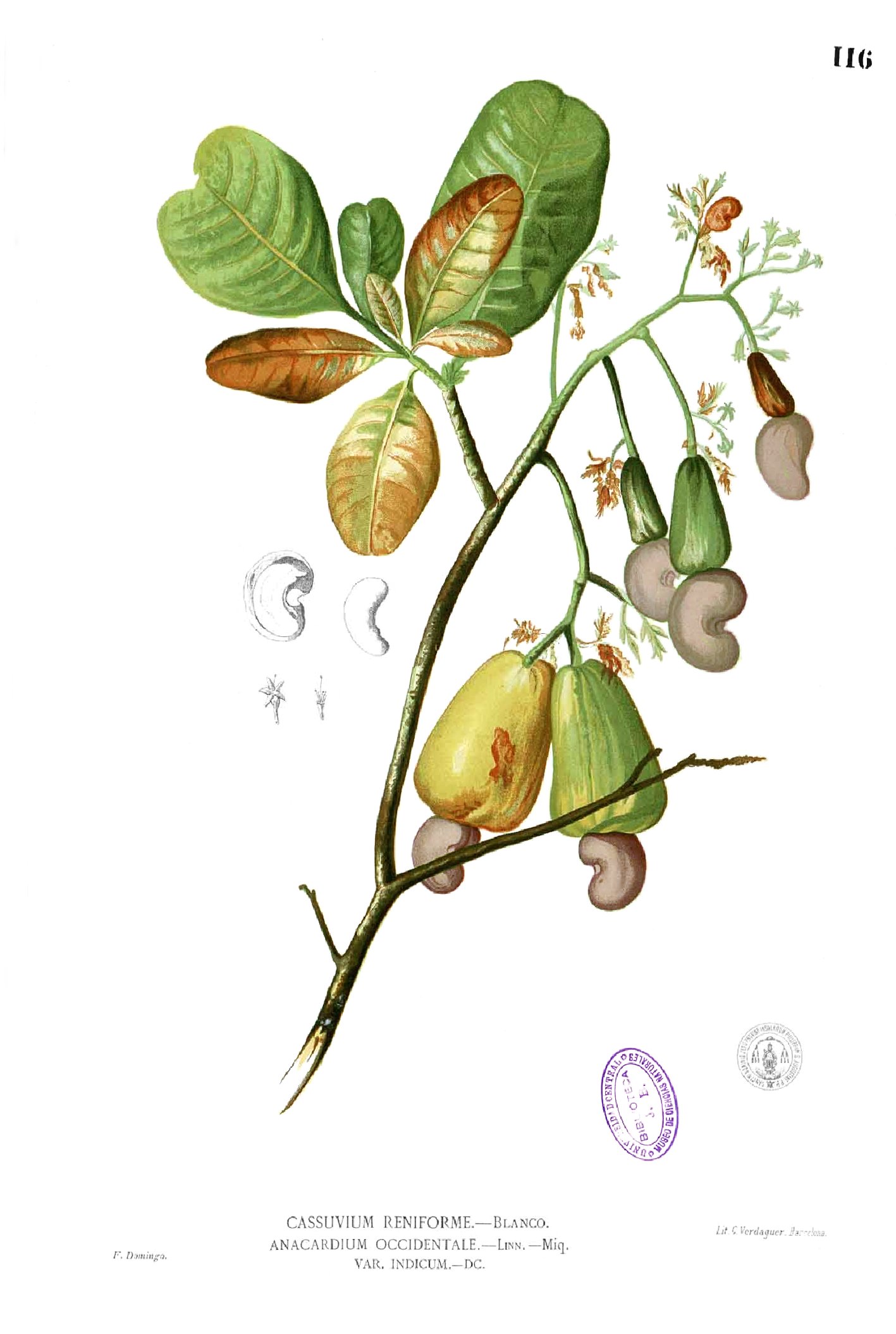 Anacardium occidentalis Blanco1.116