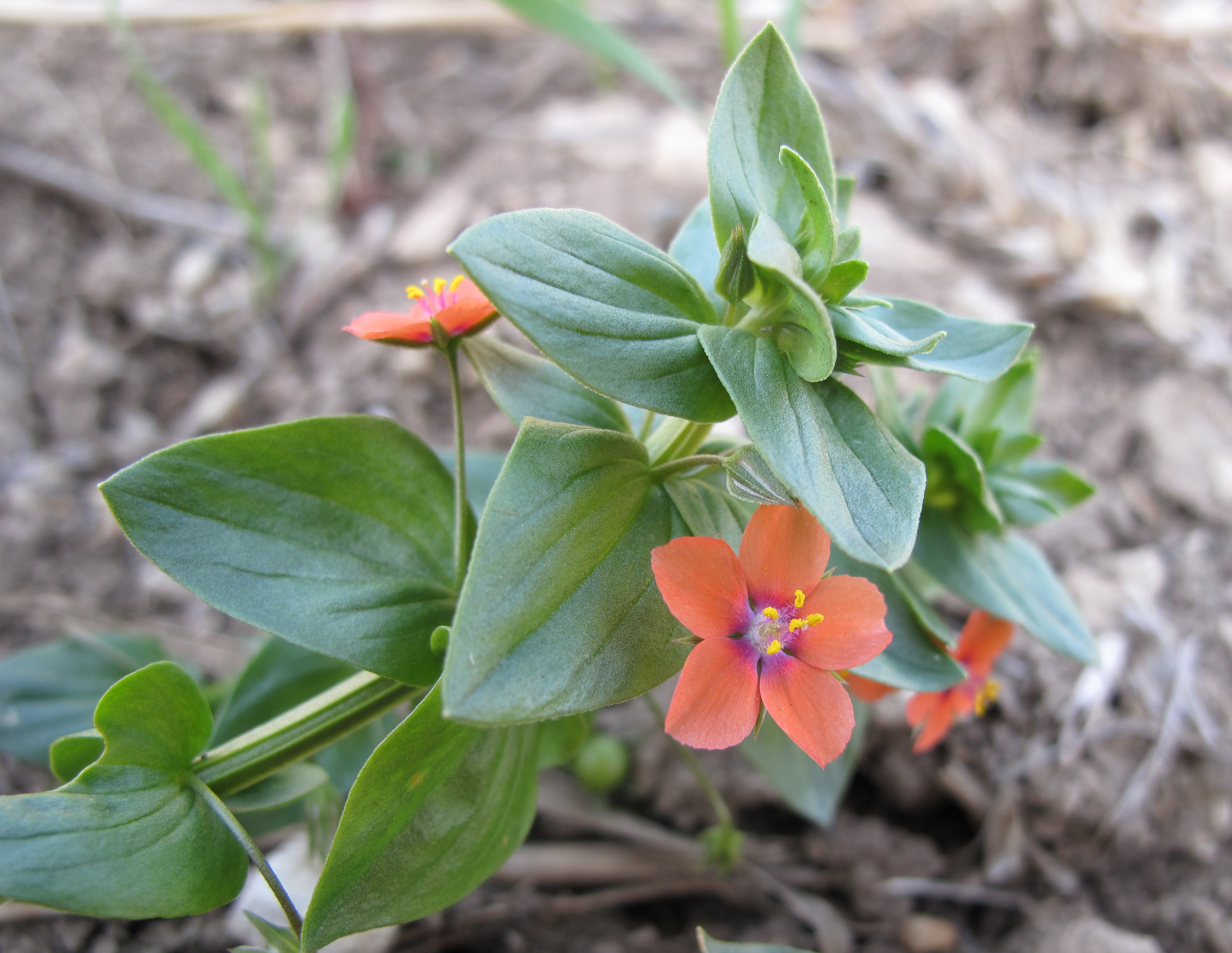 Anagallis arvensis near Čičovický kamýk