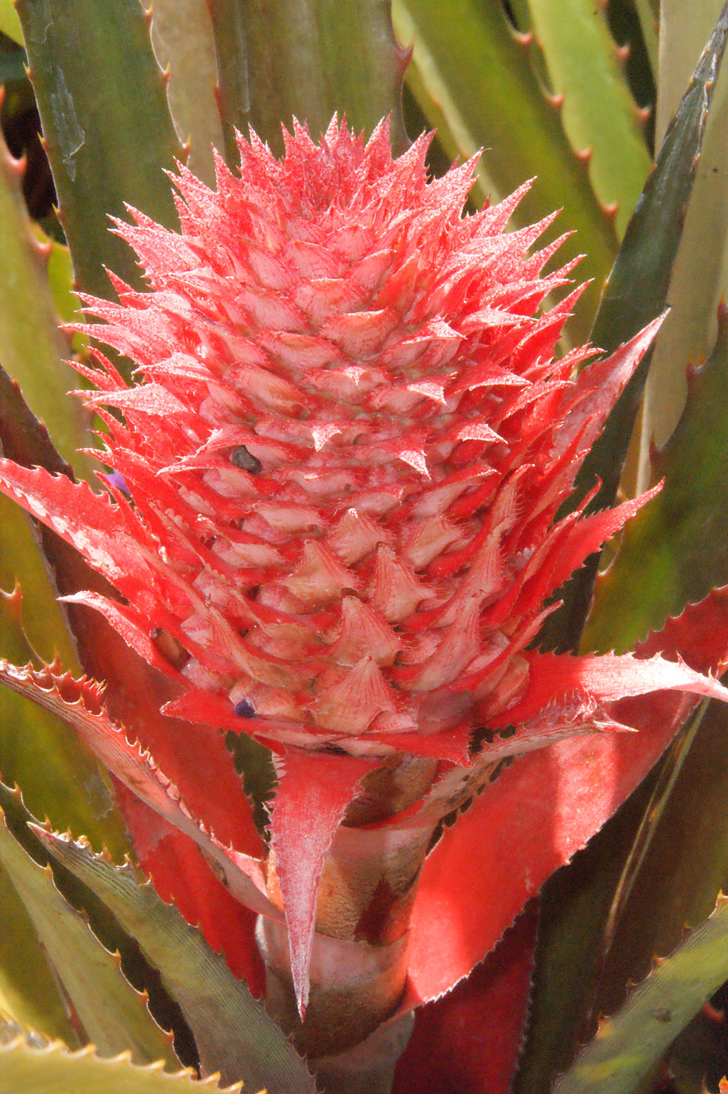Ananas bracteatus 4417