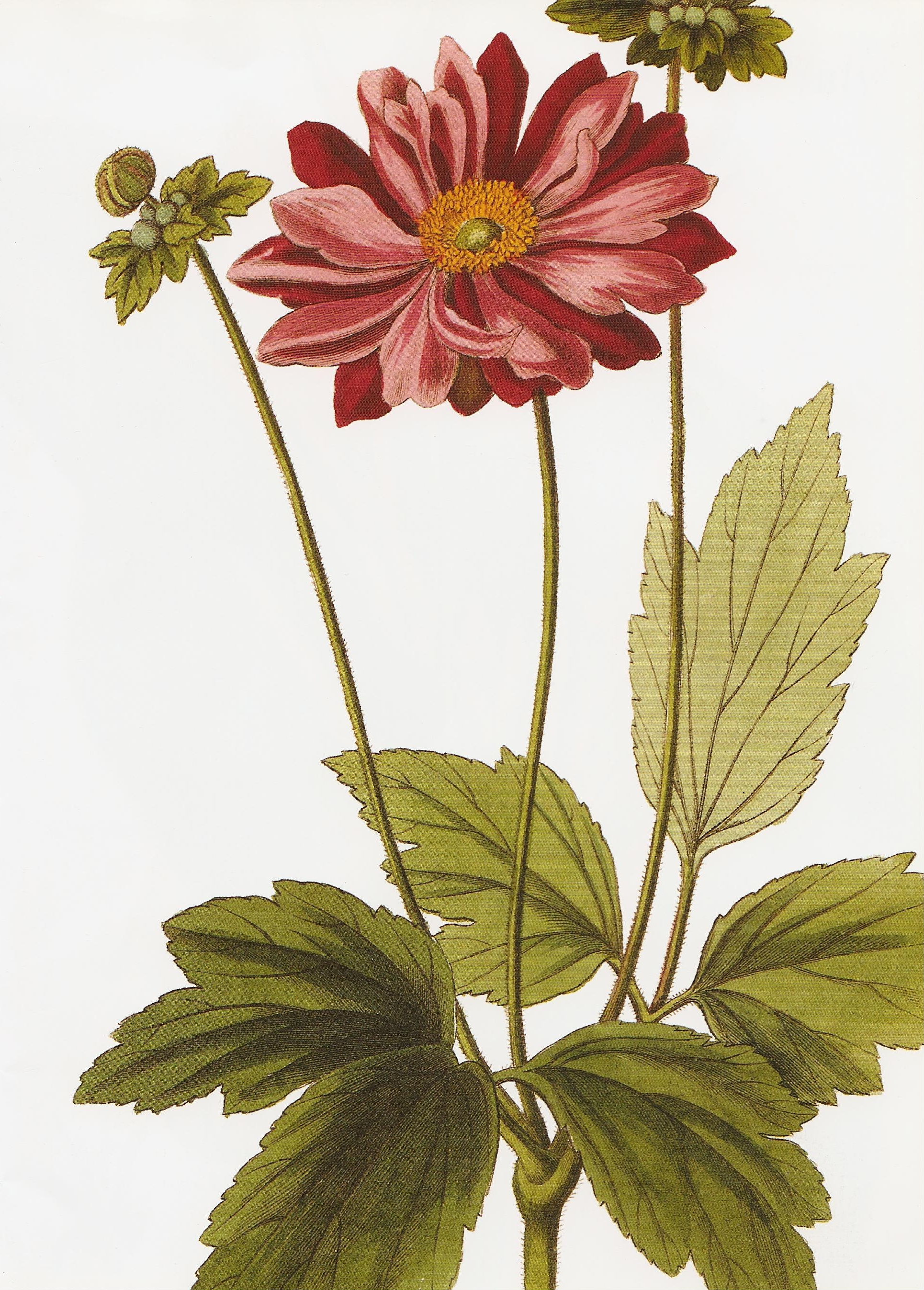 Anemone japonica RHS