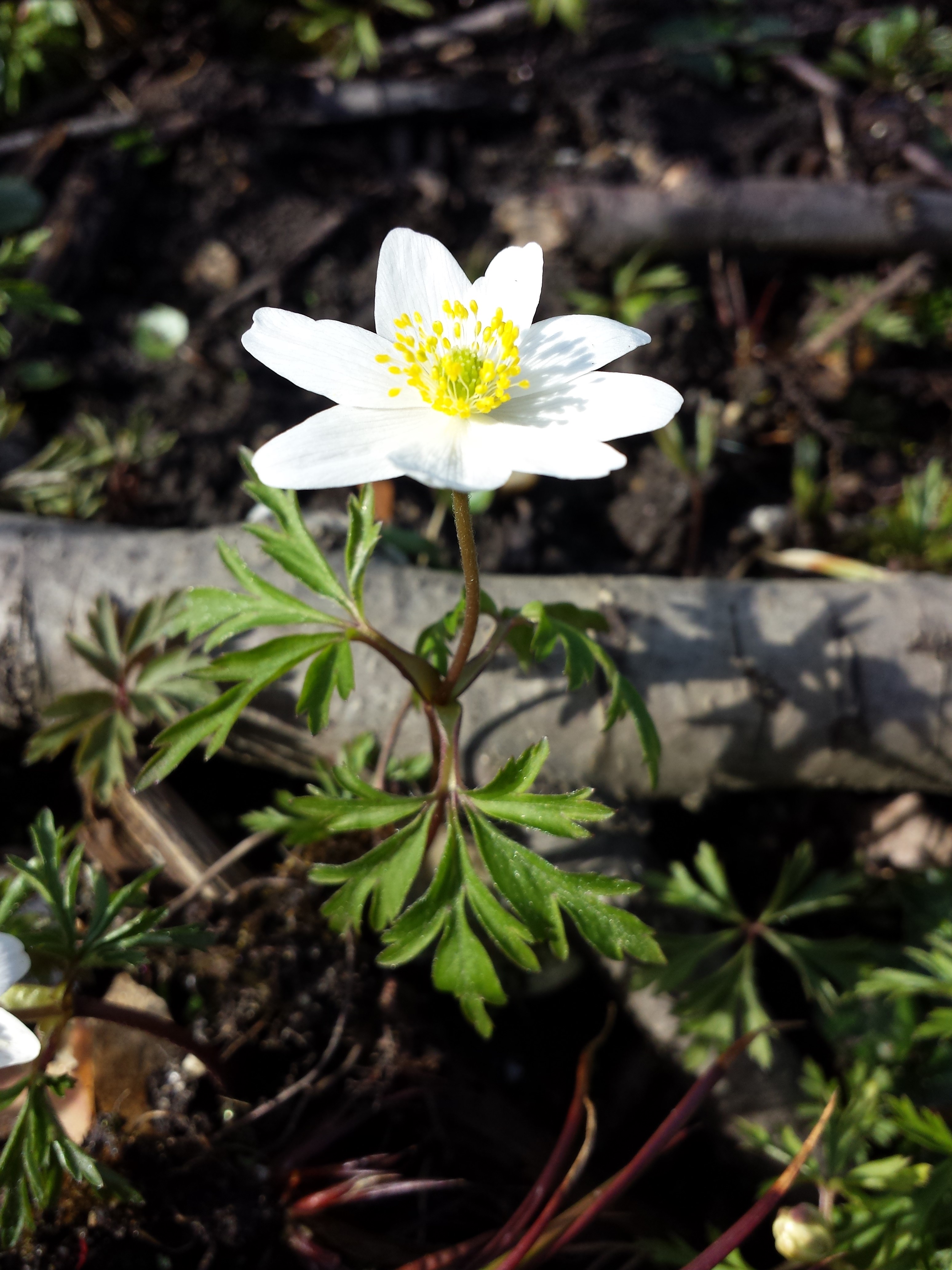 Anemone nemorosa sl4
