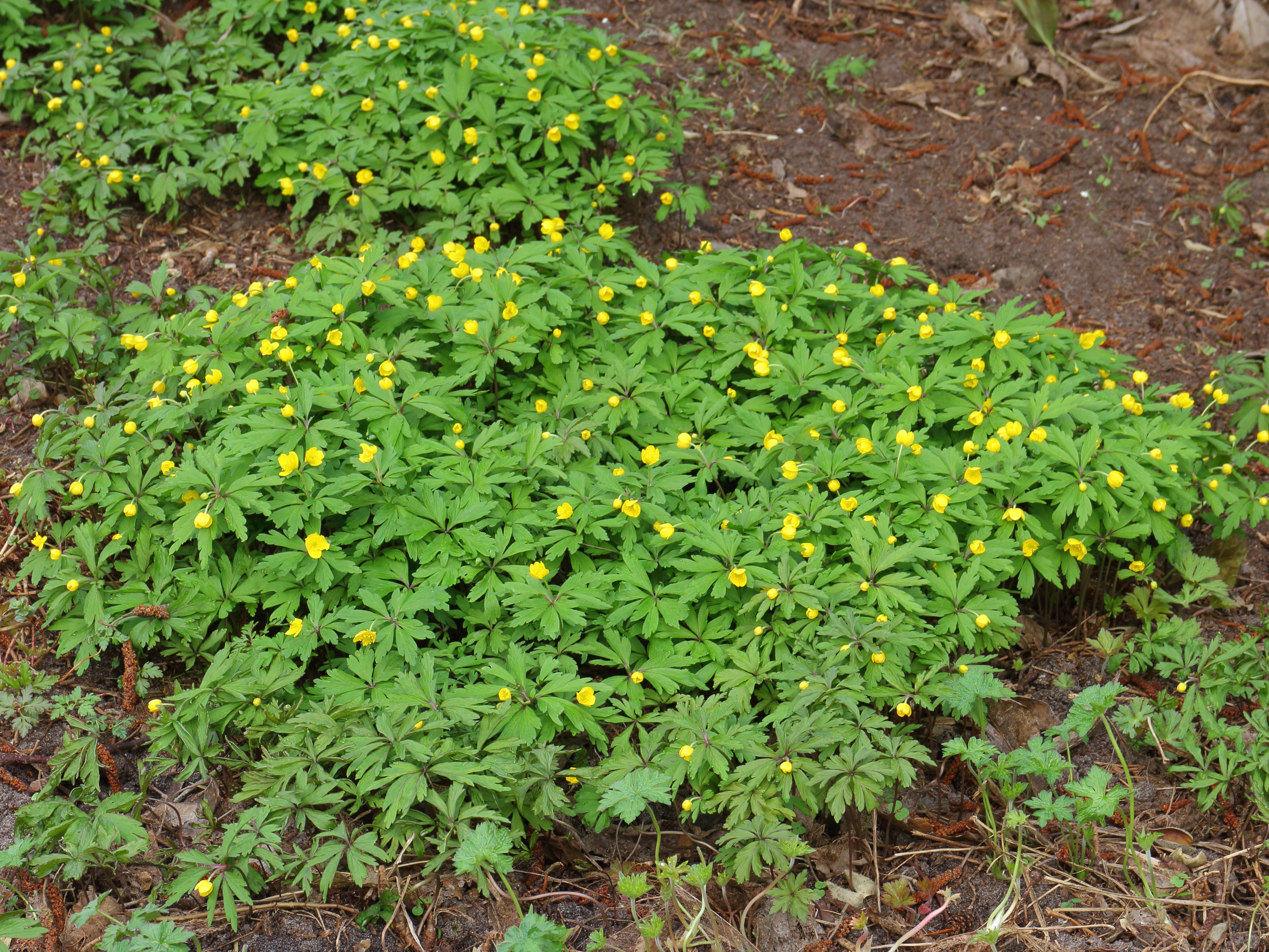 Anemone ranunculoïdes