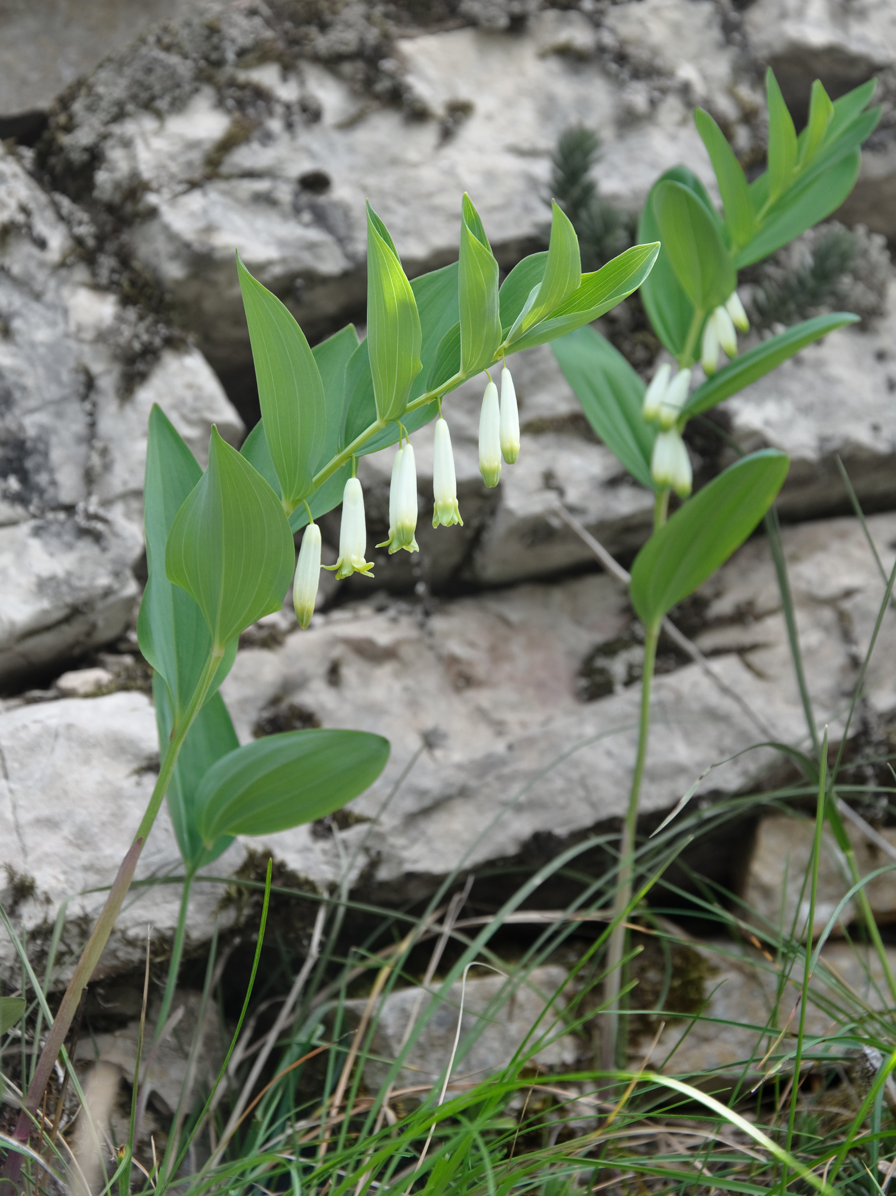 Angular solomons-seal Polygonatum odoratum