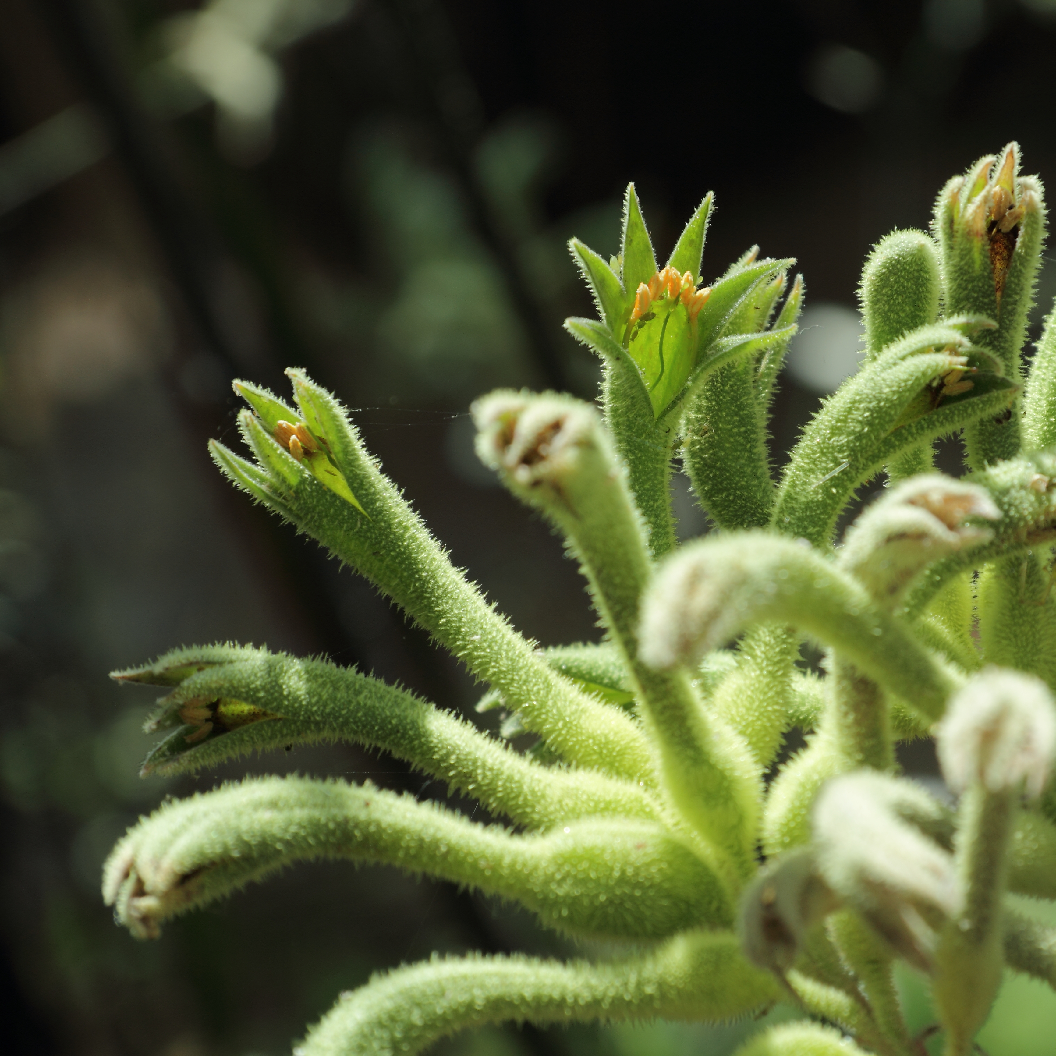 Anigozanthos flavidus-IMG 3364