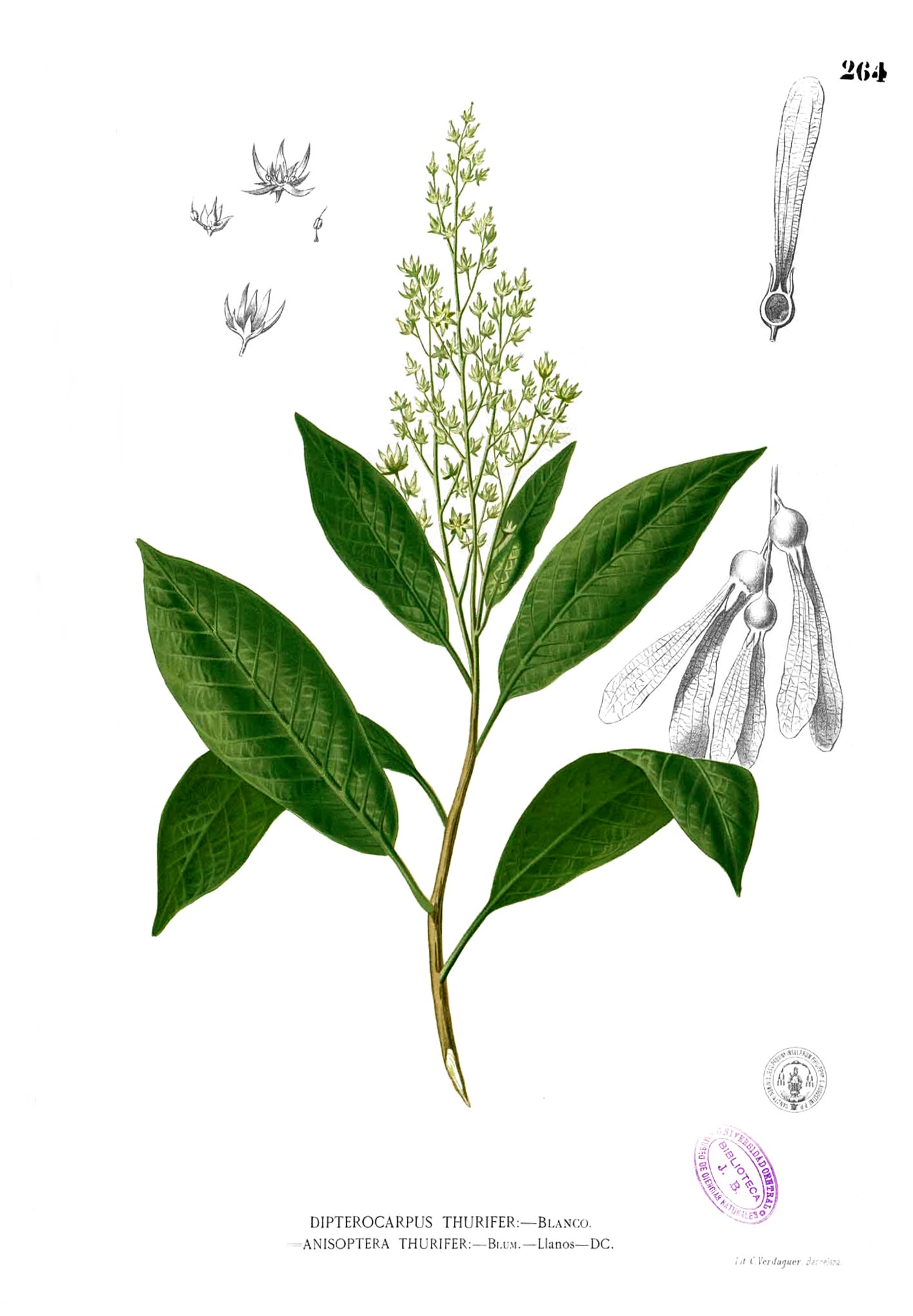 Anisoptera thurifera Blanco2.264
