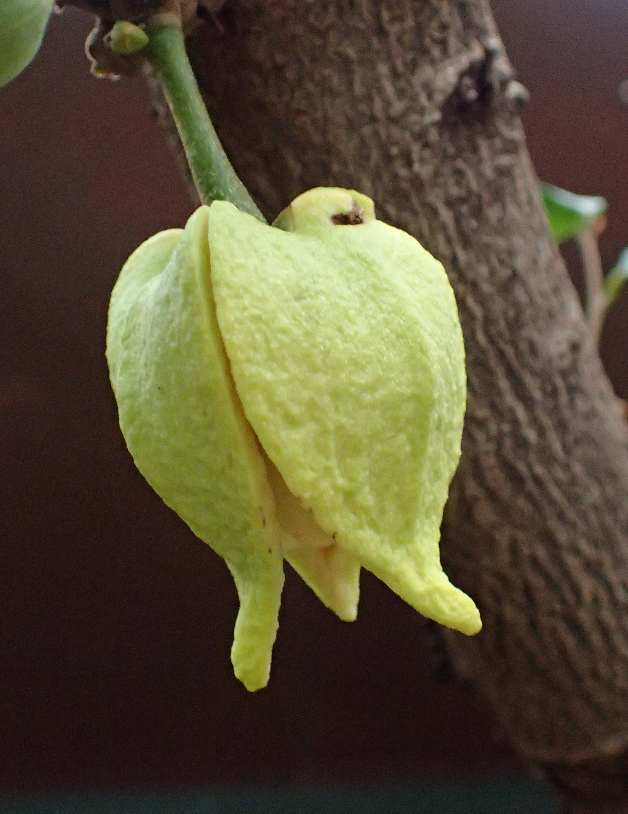 Annona muricata kz1
