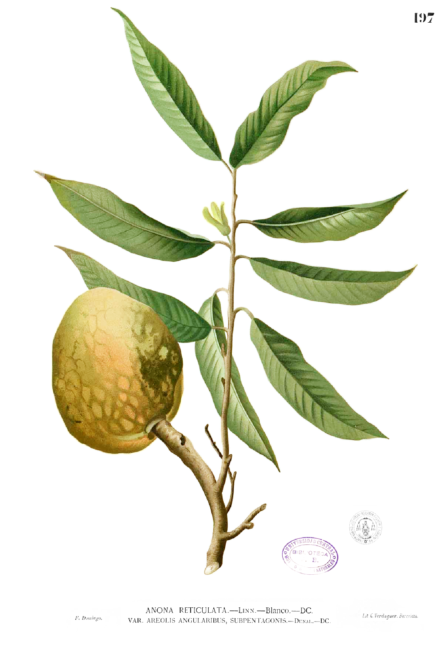 Annona reticulata Blanco1.197