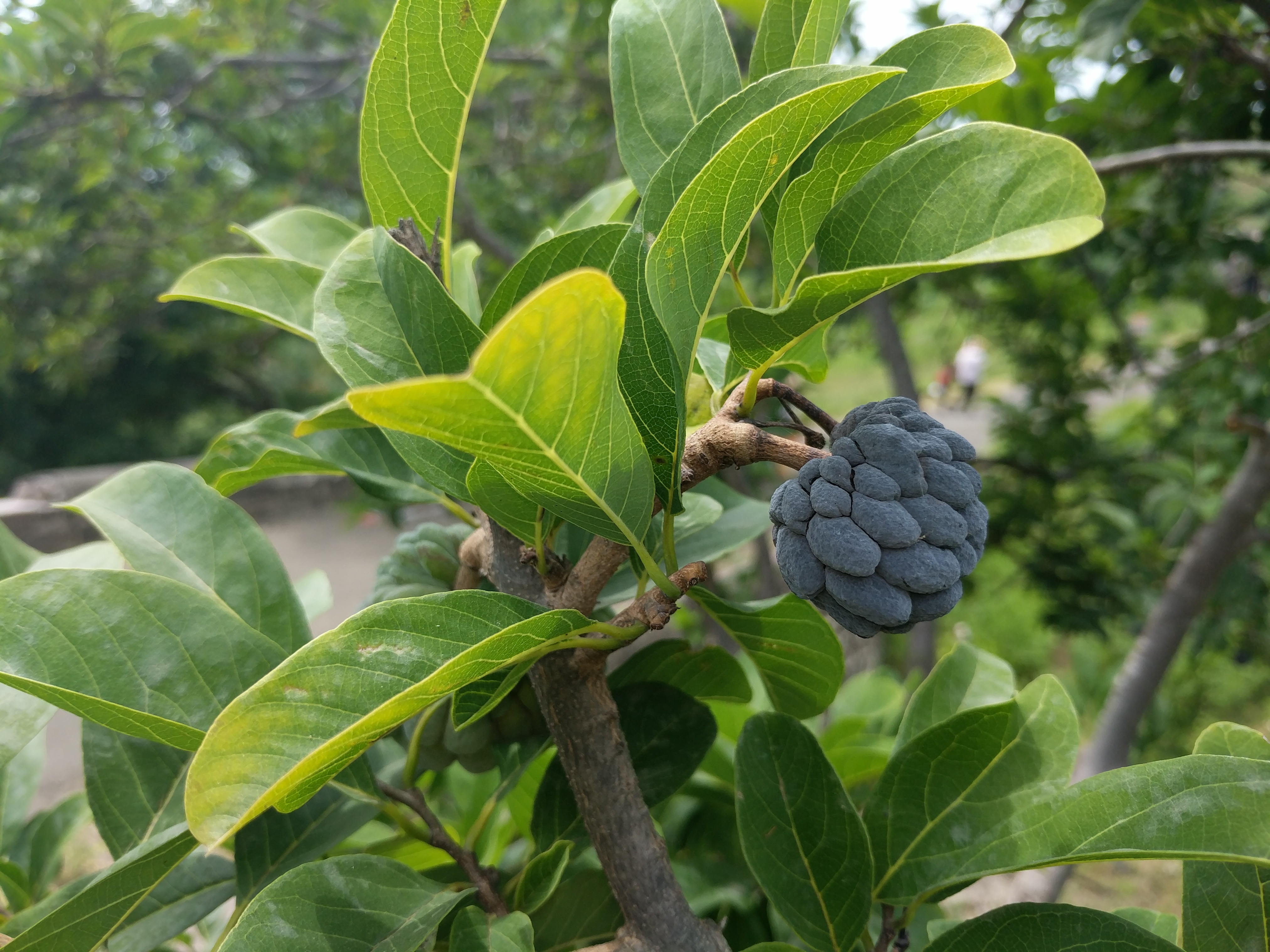 Annona squamosa 20180920 133254