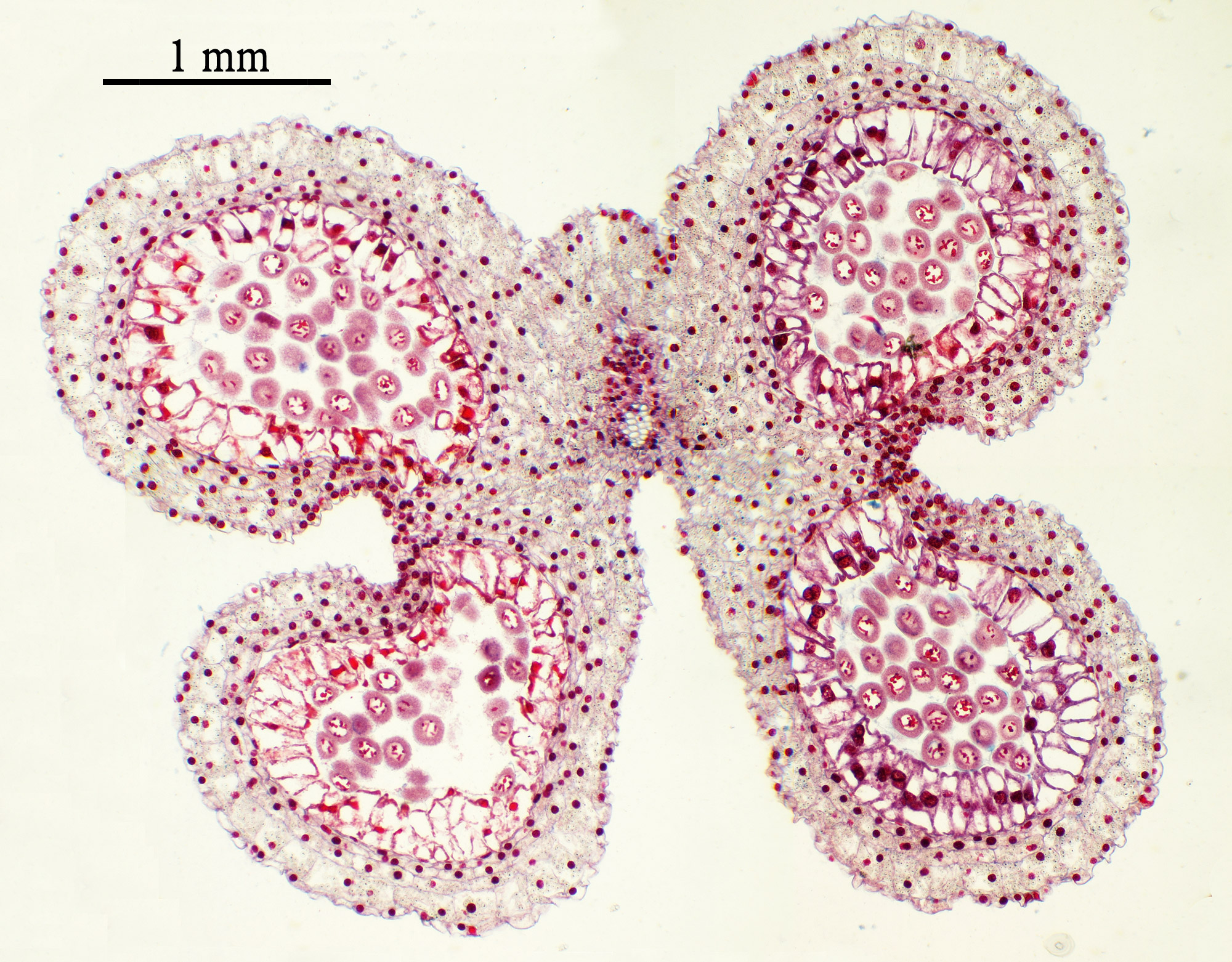 Antera Lilium