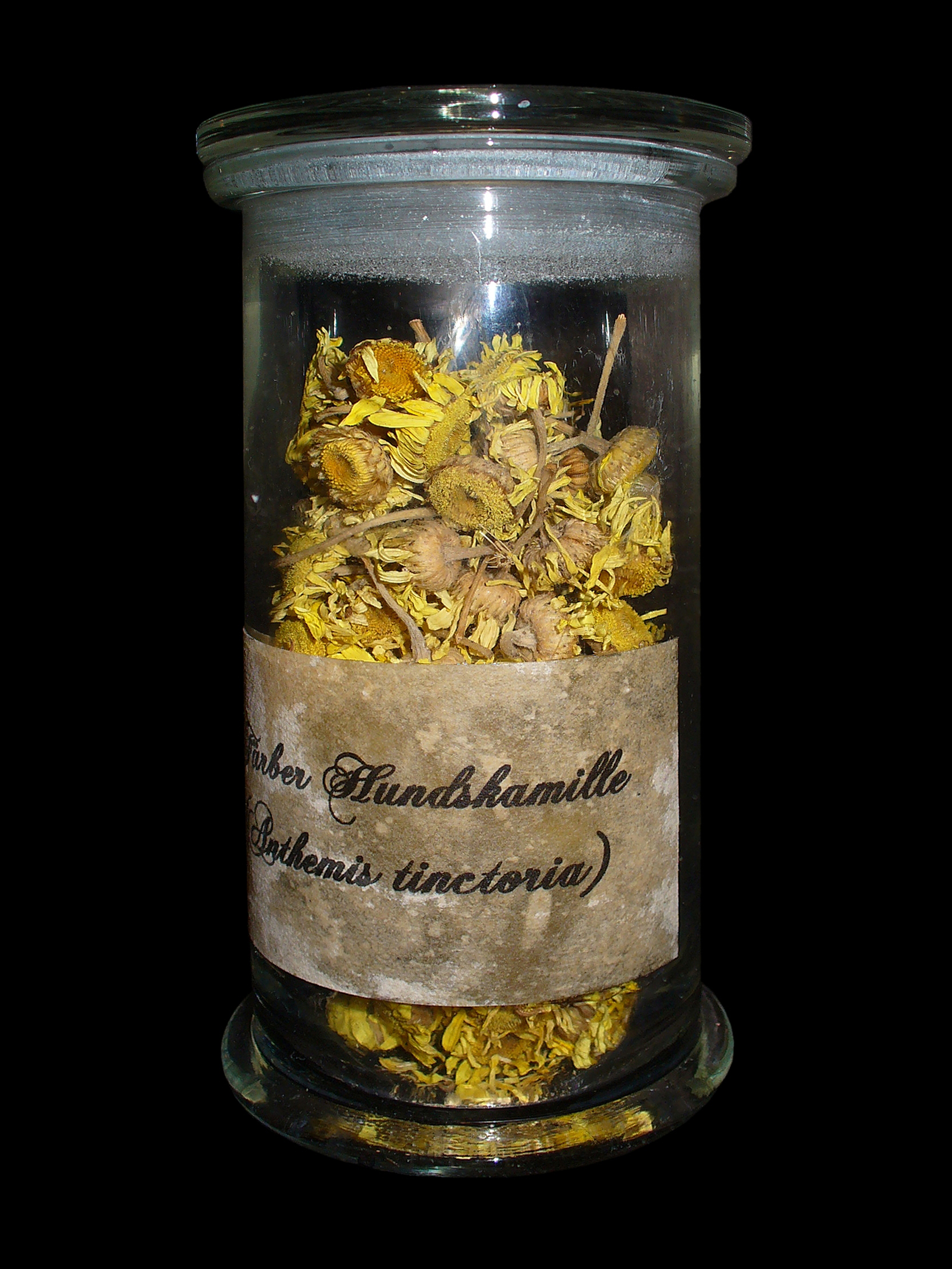 Anthemis tinctoria 003