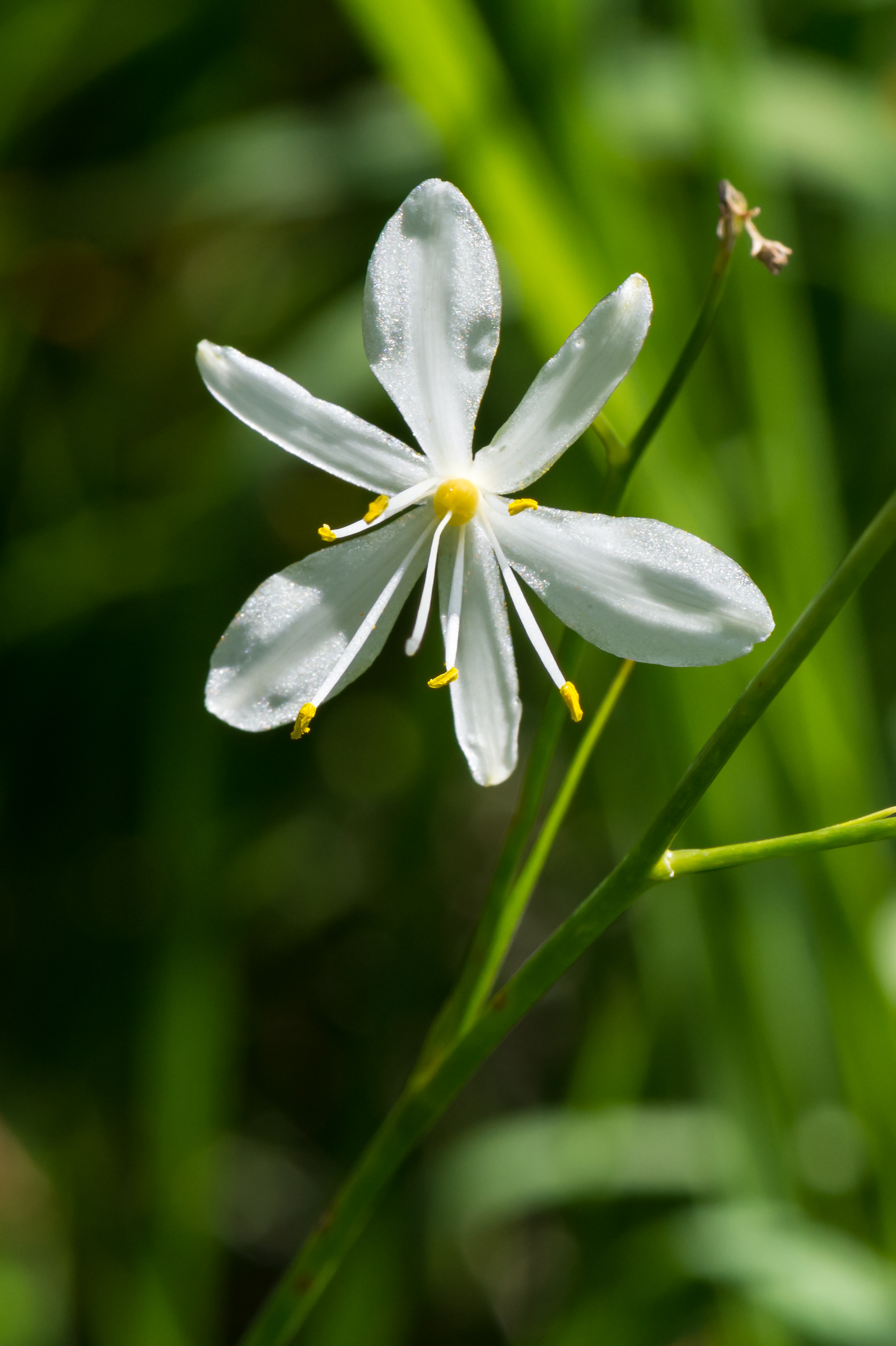 Anthericum ramosum Ötschergräben 02